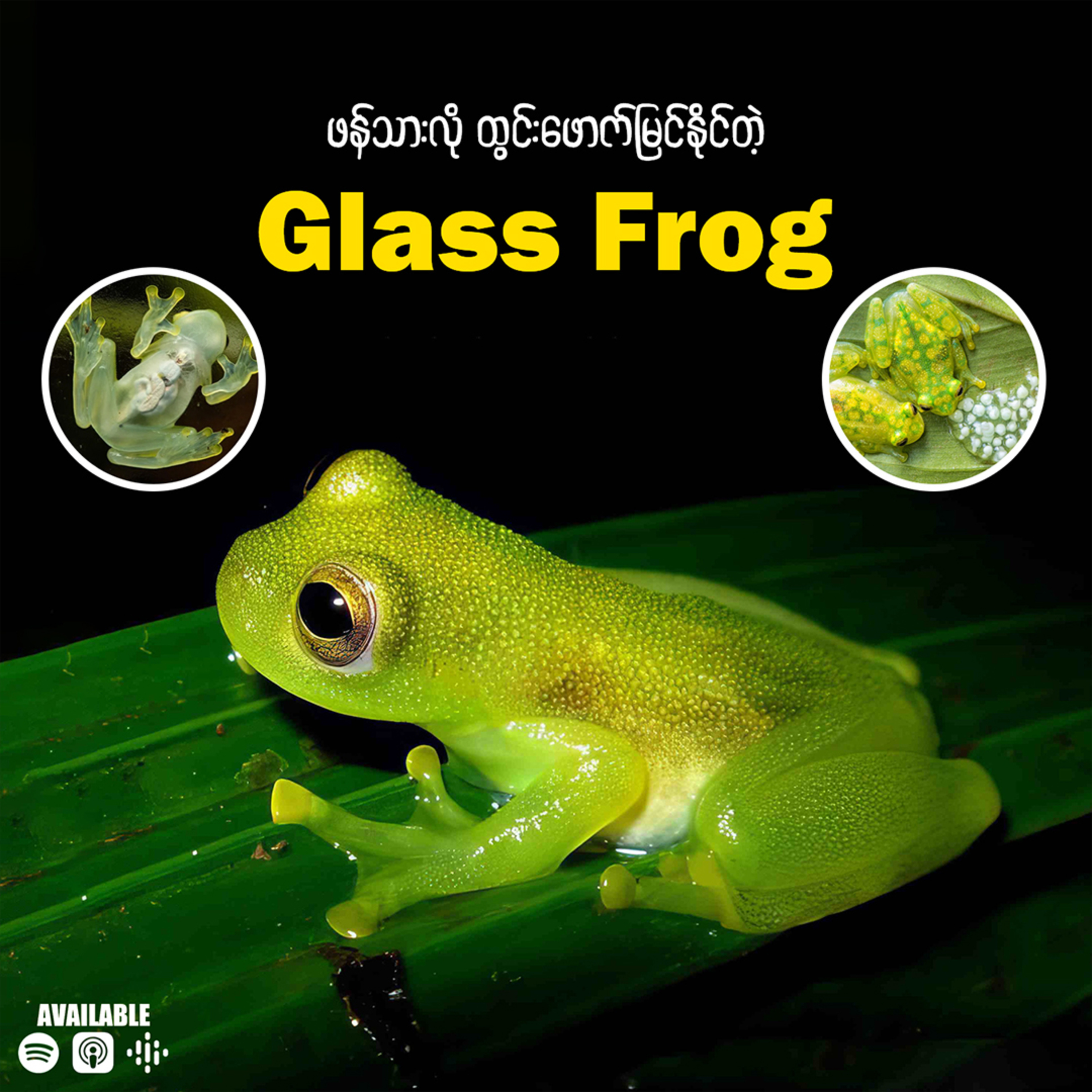 "ခန္ဓာကိုယ်ကို ထွင်းဖောက်မြင်ရတဲ့ Glass Frog "
