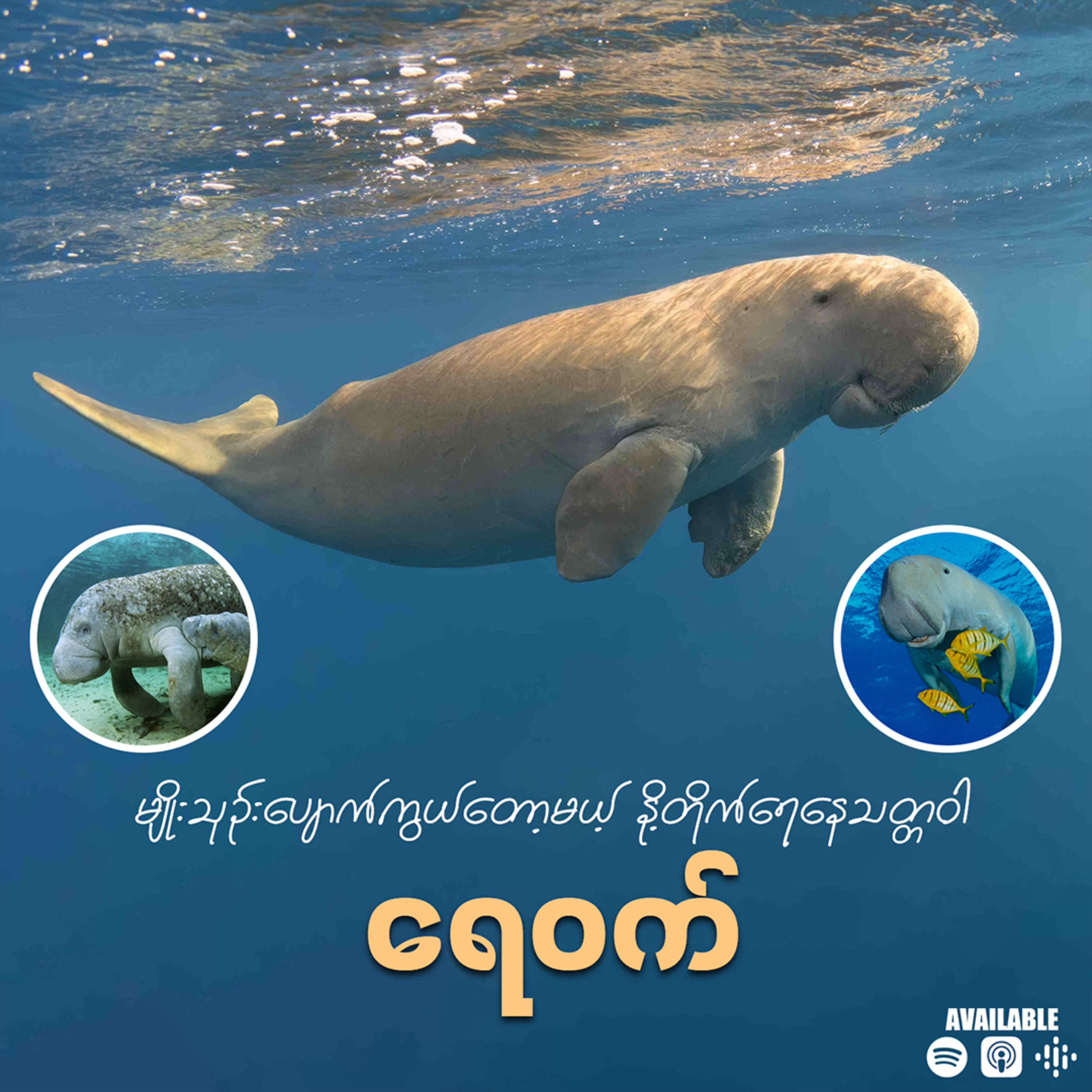" ရှားပါးမျိုးစိတ်စာရင်းဝင် ပင်လယ်နို့တိုက်သတ္တဝါ ရေဝက် (Dugong)"
