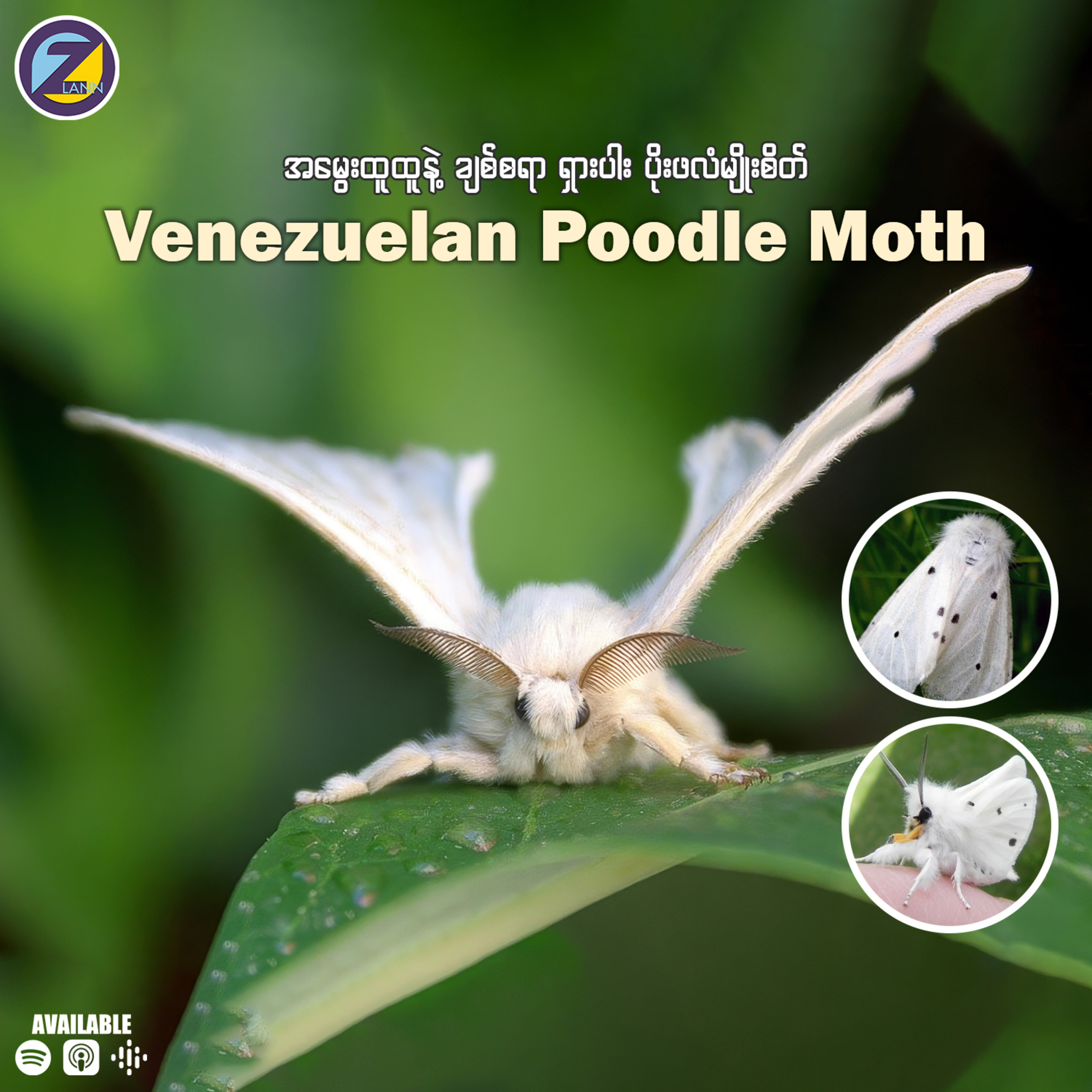 "အမွေးထူထူနဲ့ ချစ်စရာ ရှားပါး ပိုးဖလံ (Venezuelan Poodle Moth)"