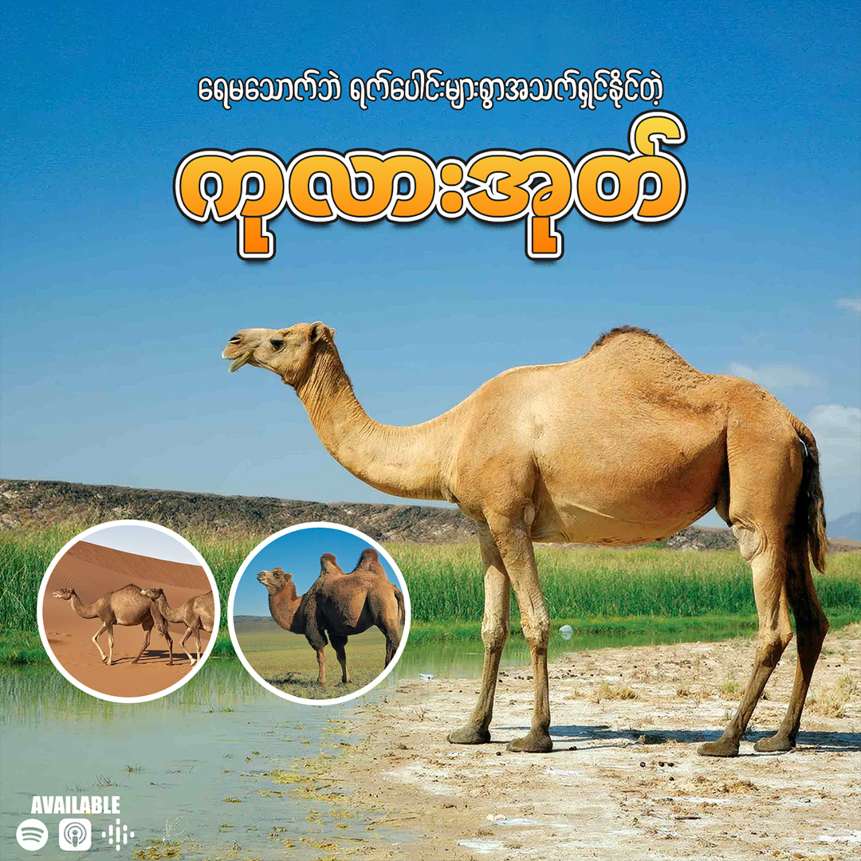 "သဲကန္တာရယာဉ်များဖြစ်တဲ့ ကုလားအုတ်"