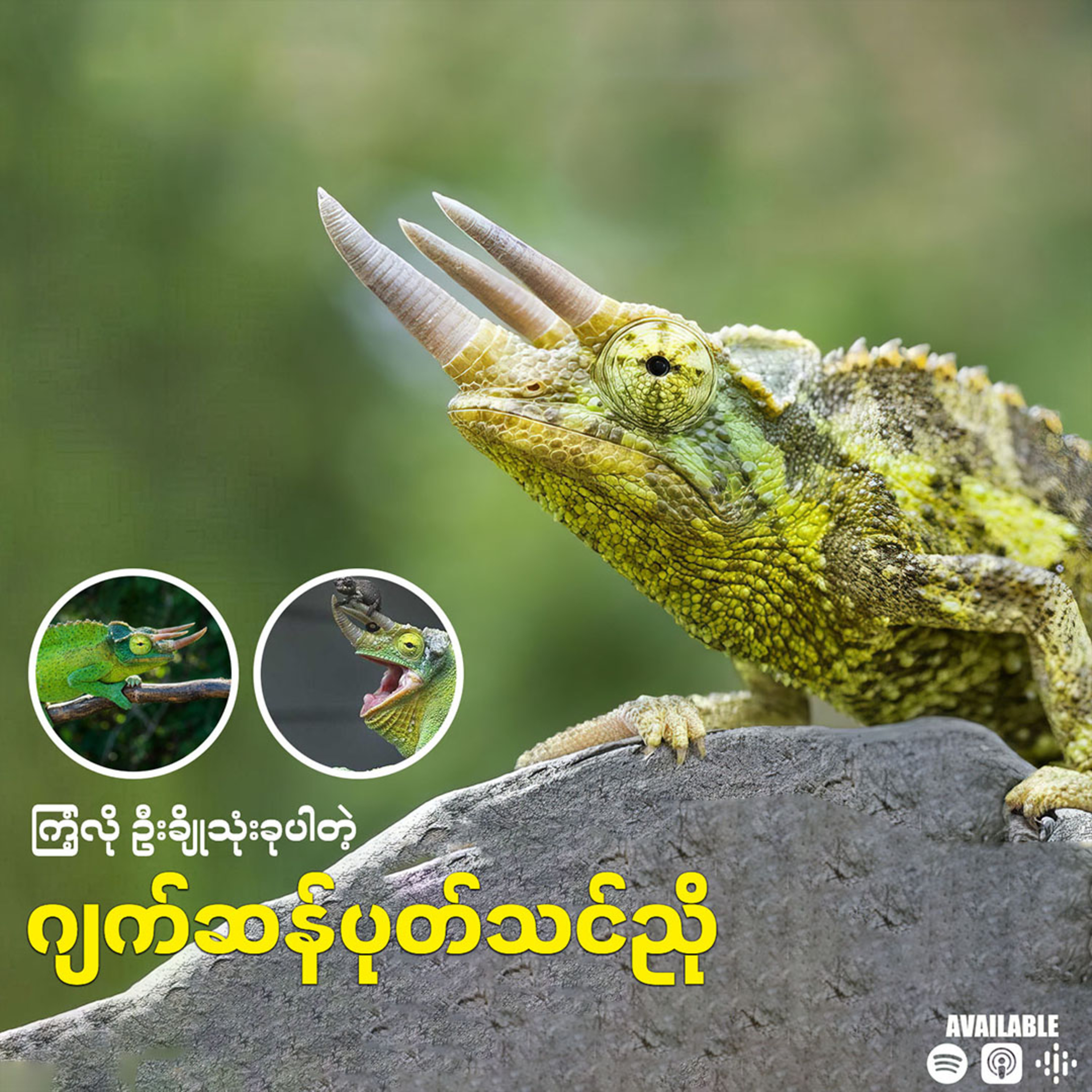 "ဂျိုသုံးချောင်းပိုင်ရှင် Jackson ပုတ်သင်ညို"