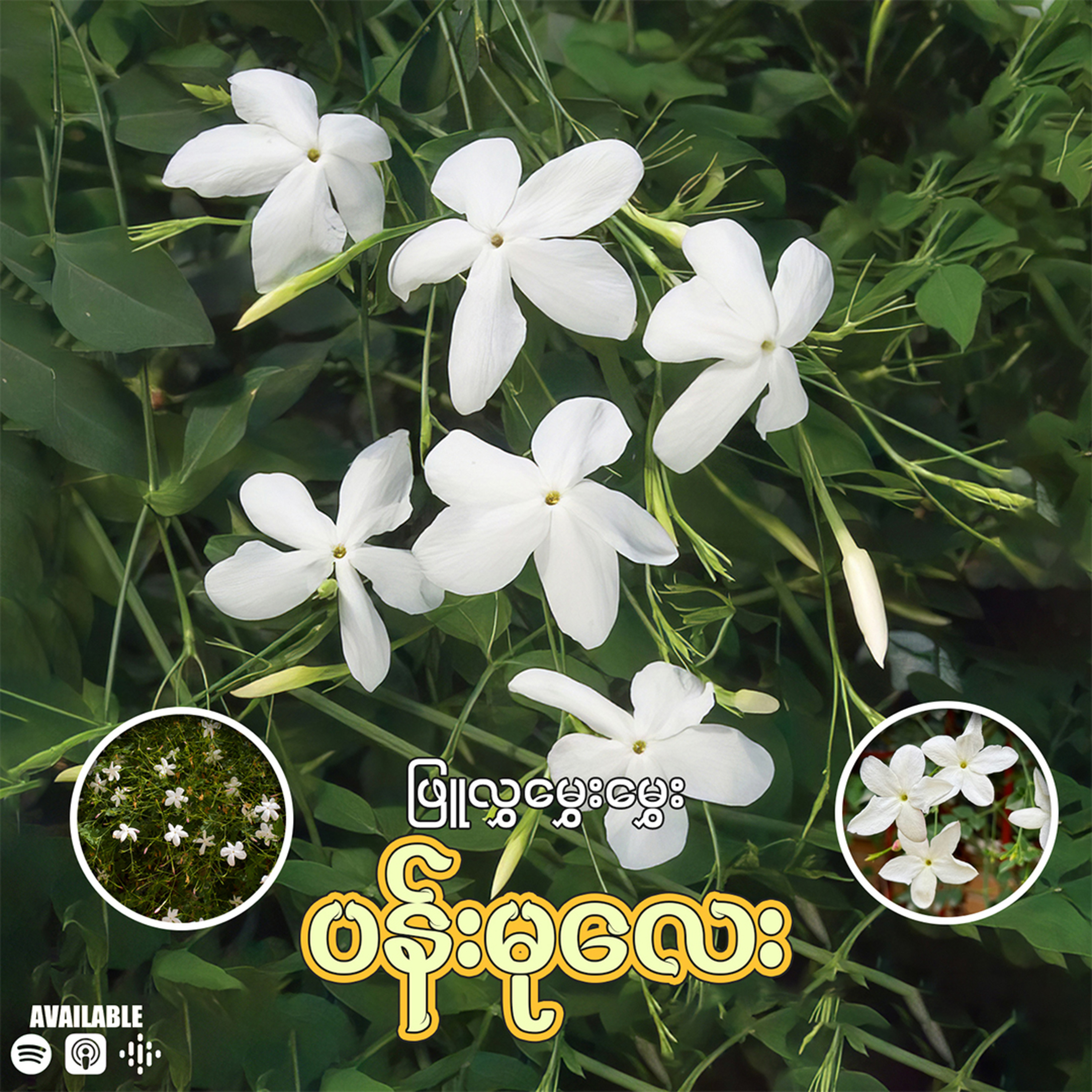 "ဖြူလွှ မွှေးမွှေး ပန်းမုလေး" 