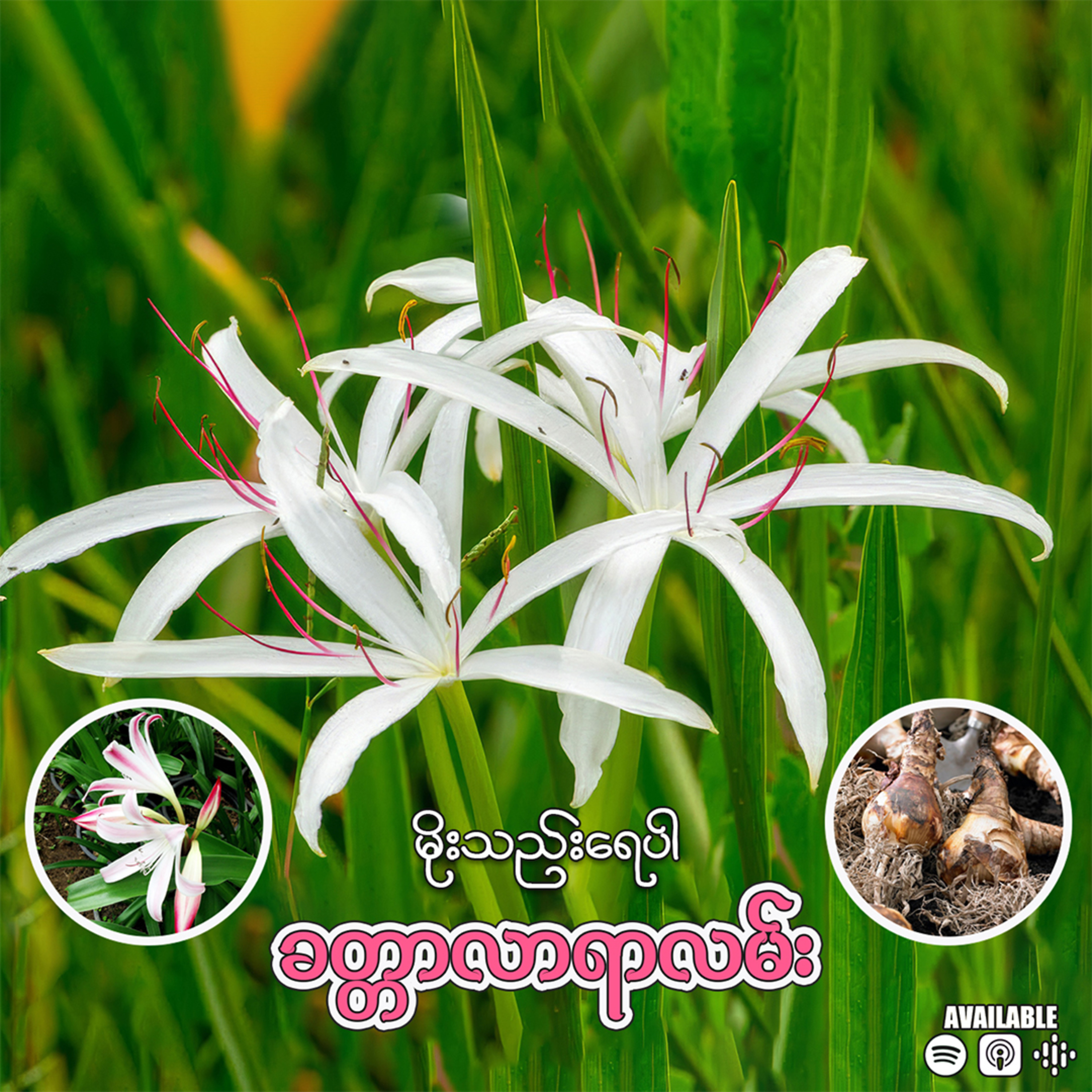 "မိုးသည်းရေပါ ခတ္တာလာရာလမ်း" 