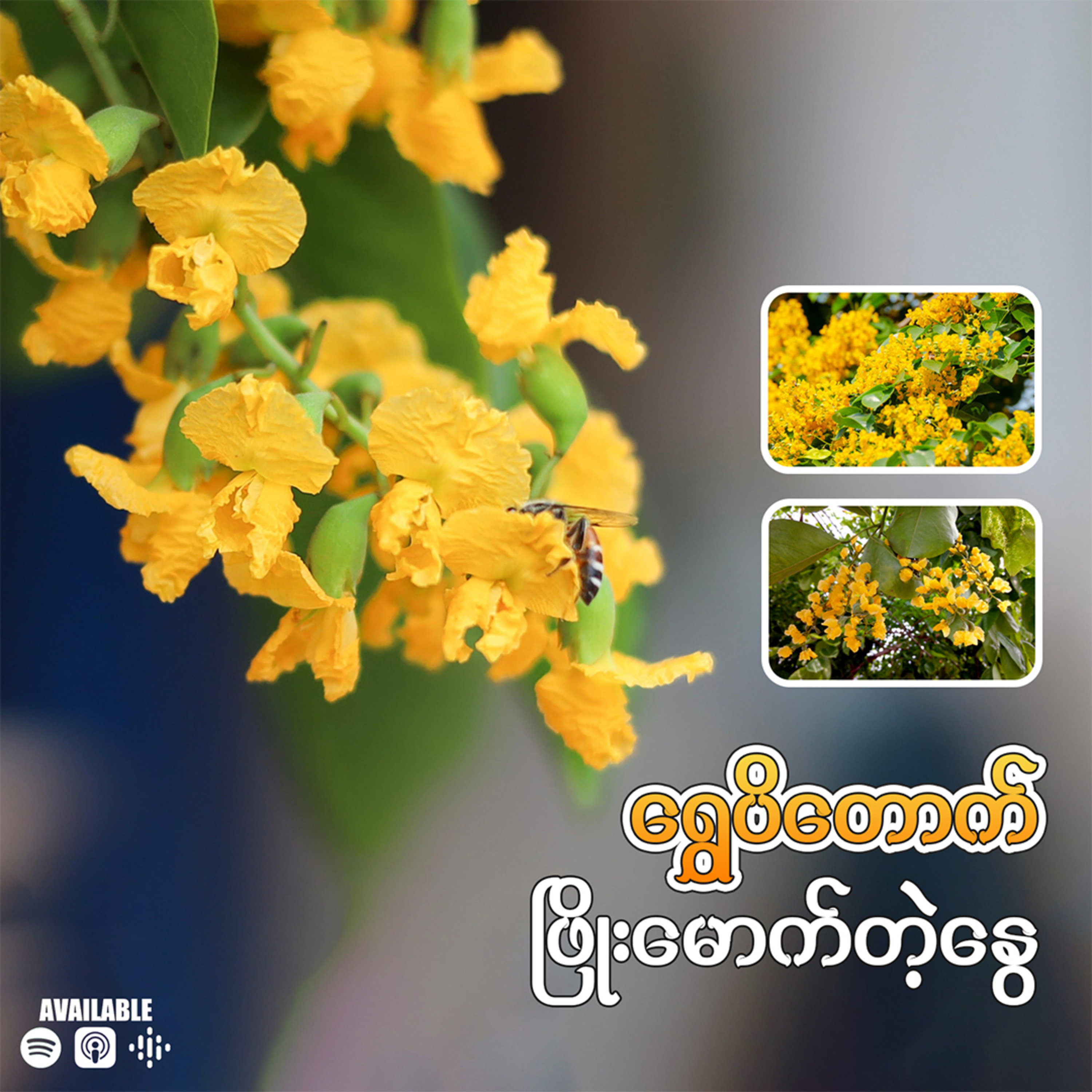 "ရွှေပိတောက် ဖြိုးမောက်တဲ့နွေ" 