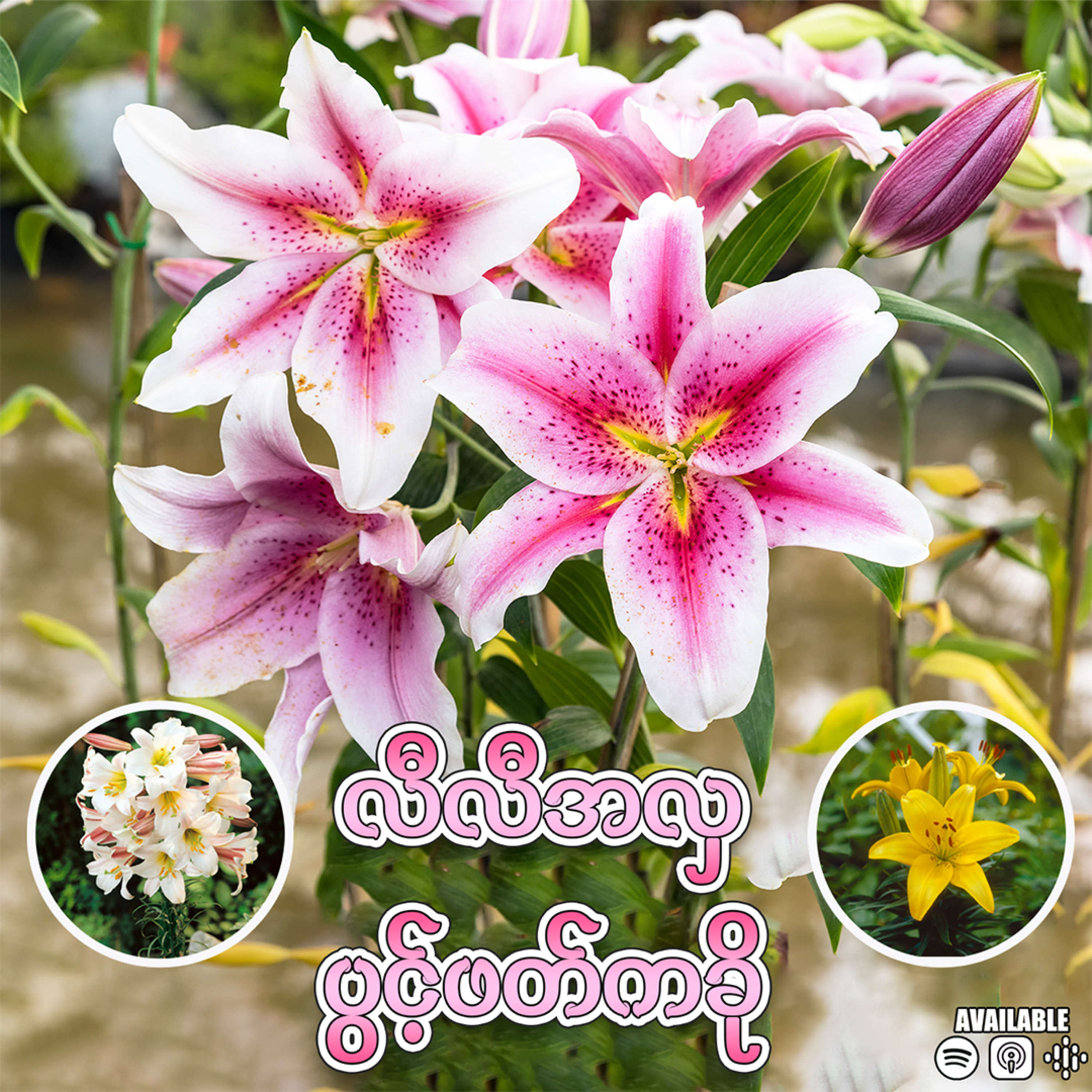 "လီလီအလှ ပွင့်ဖတ်ကခို" 