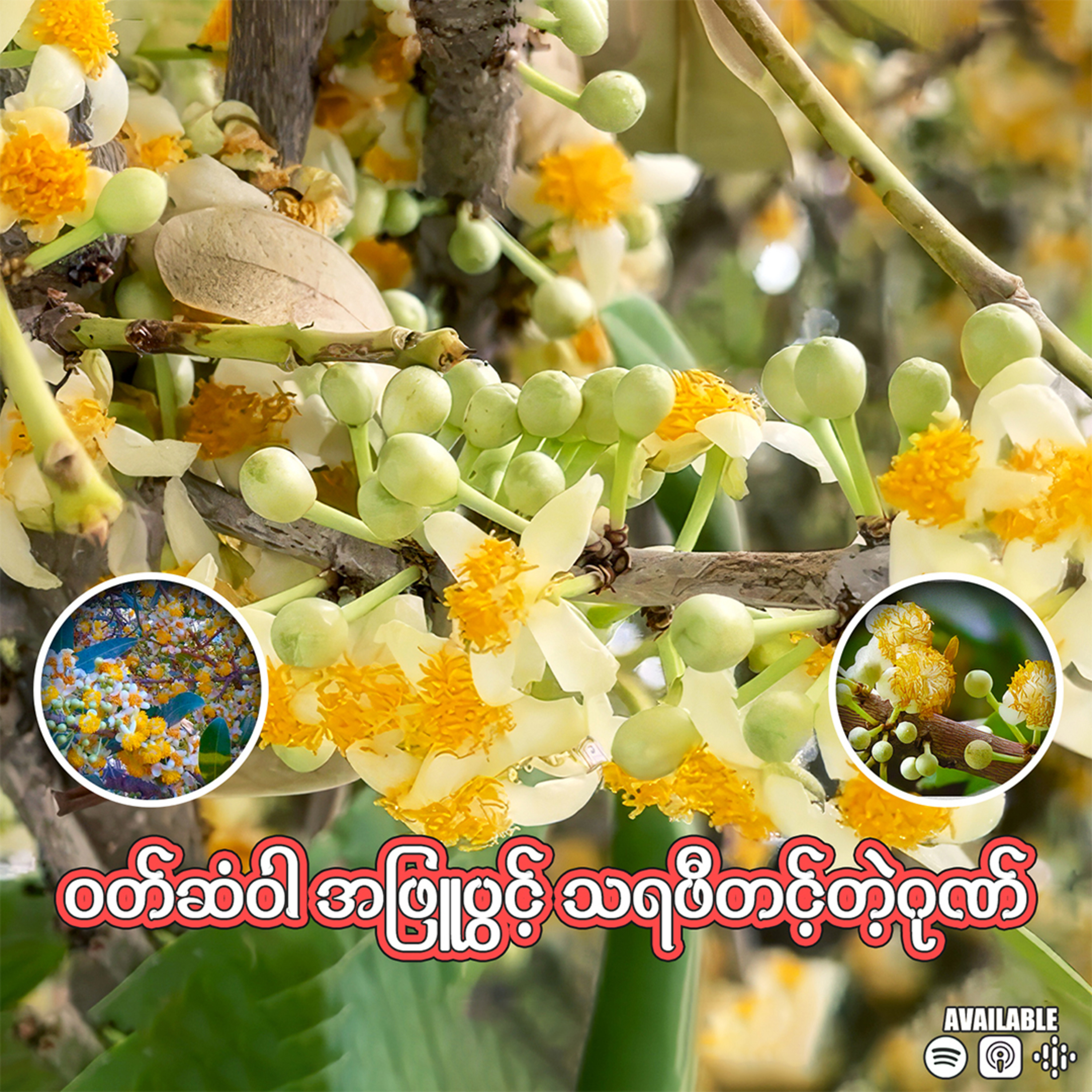 " ဝတ်ဆံဝါ အဖြူပွင့် သရဖီတင့်တဲ့ဂုဏ် " 