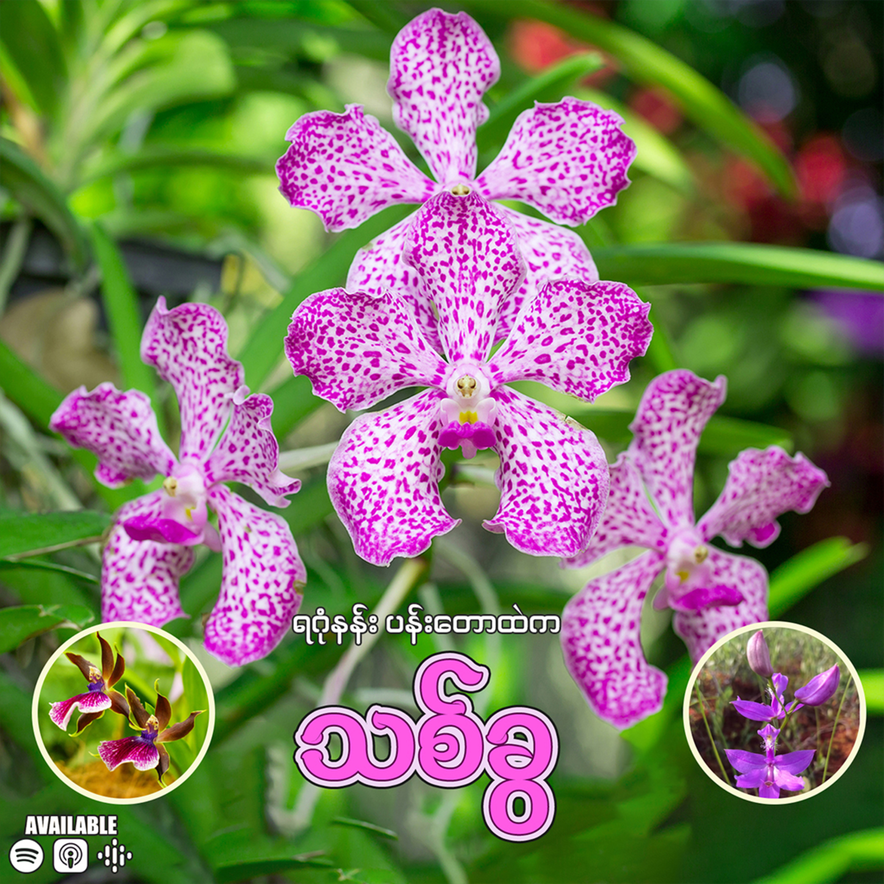 "ရဂုံနန်း ပန်းတောထဲက သစ်ခွ" 