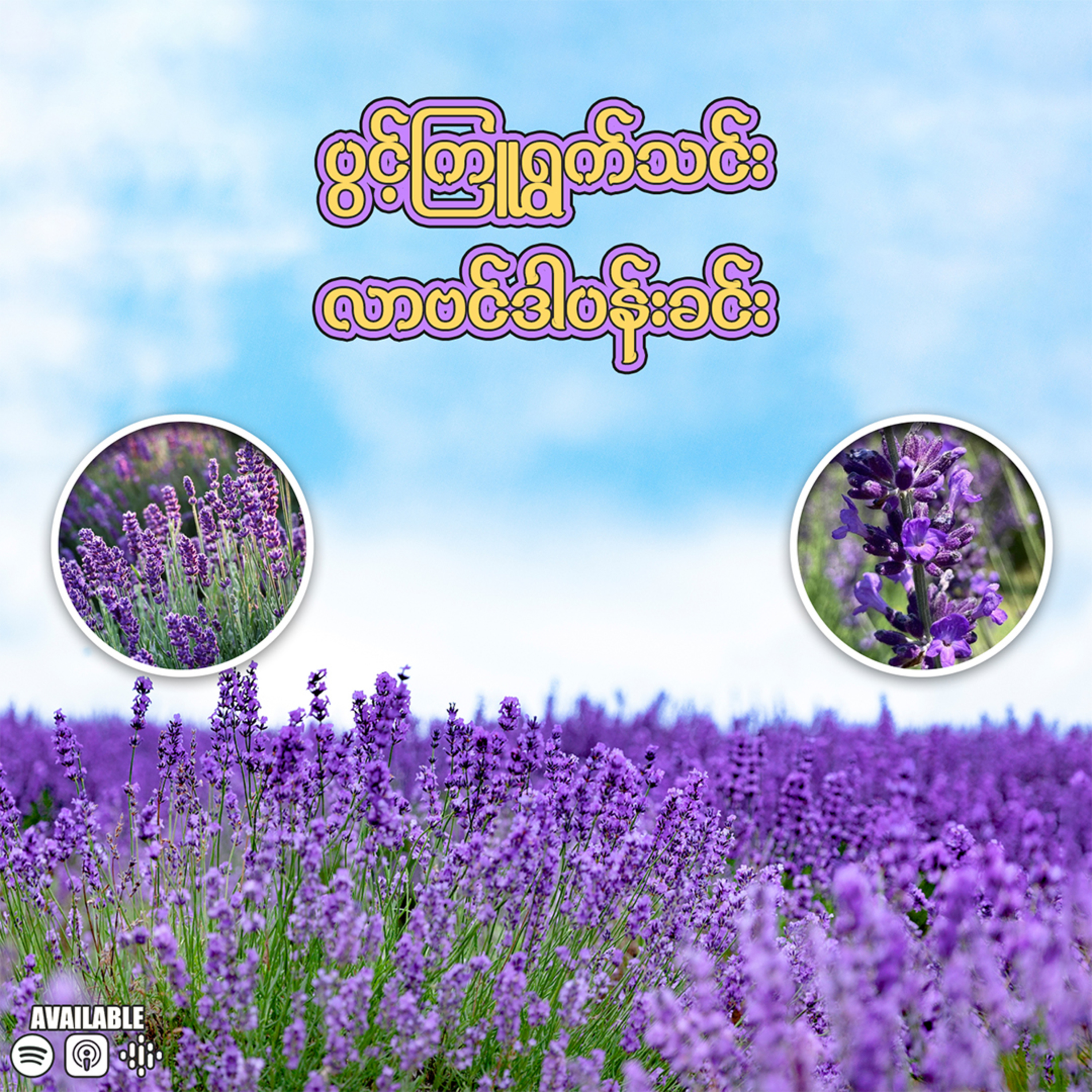 "ပွင့်ကြူ ရွက်သင်း လာဗန်ဒါပန်းခင်း" 