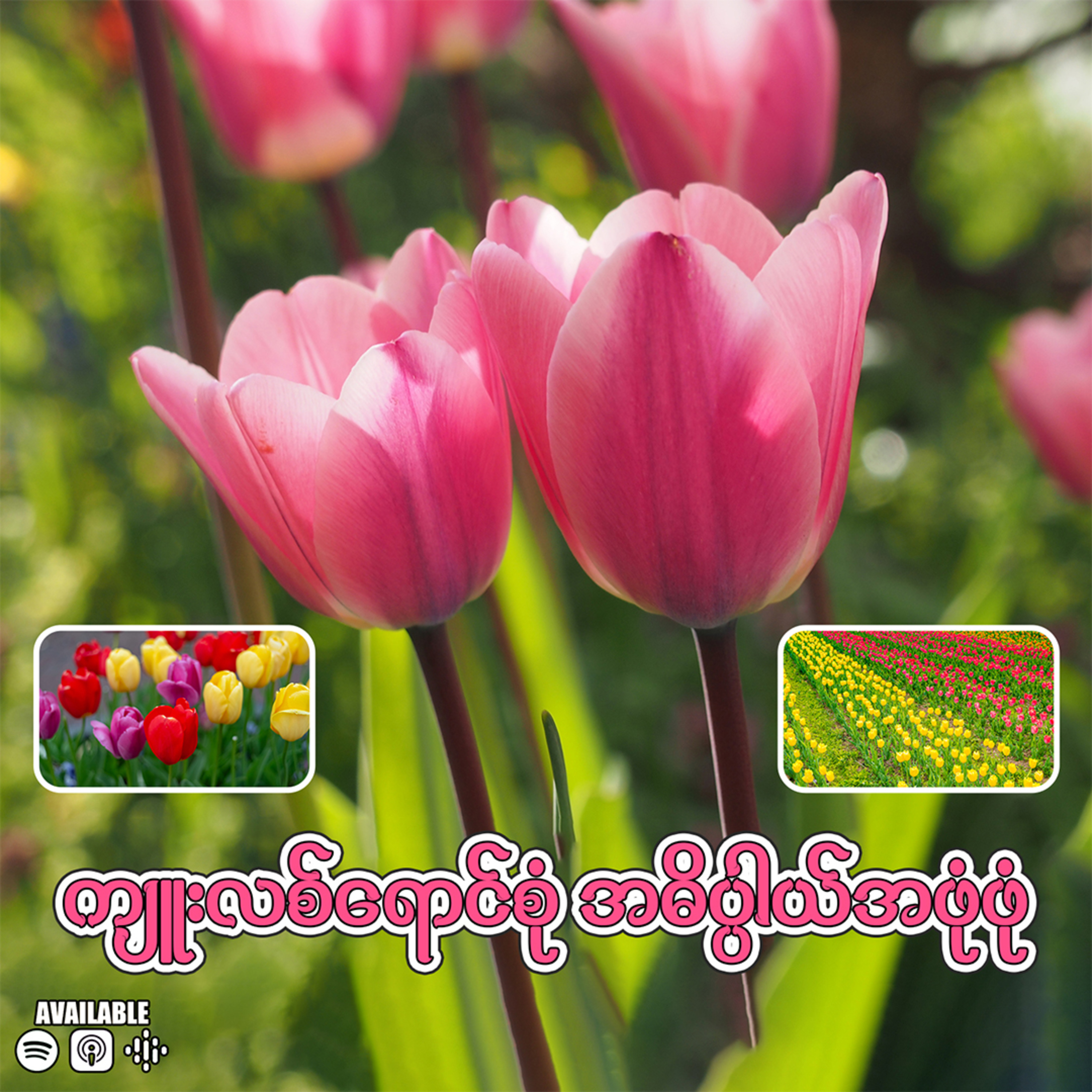 "ကျူးလစ်ရောင်စုံ အဓိပ္ပာယ် အဖုံဖုံ"