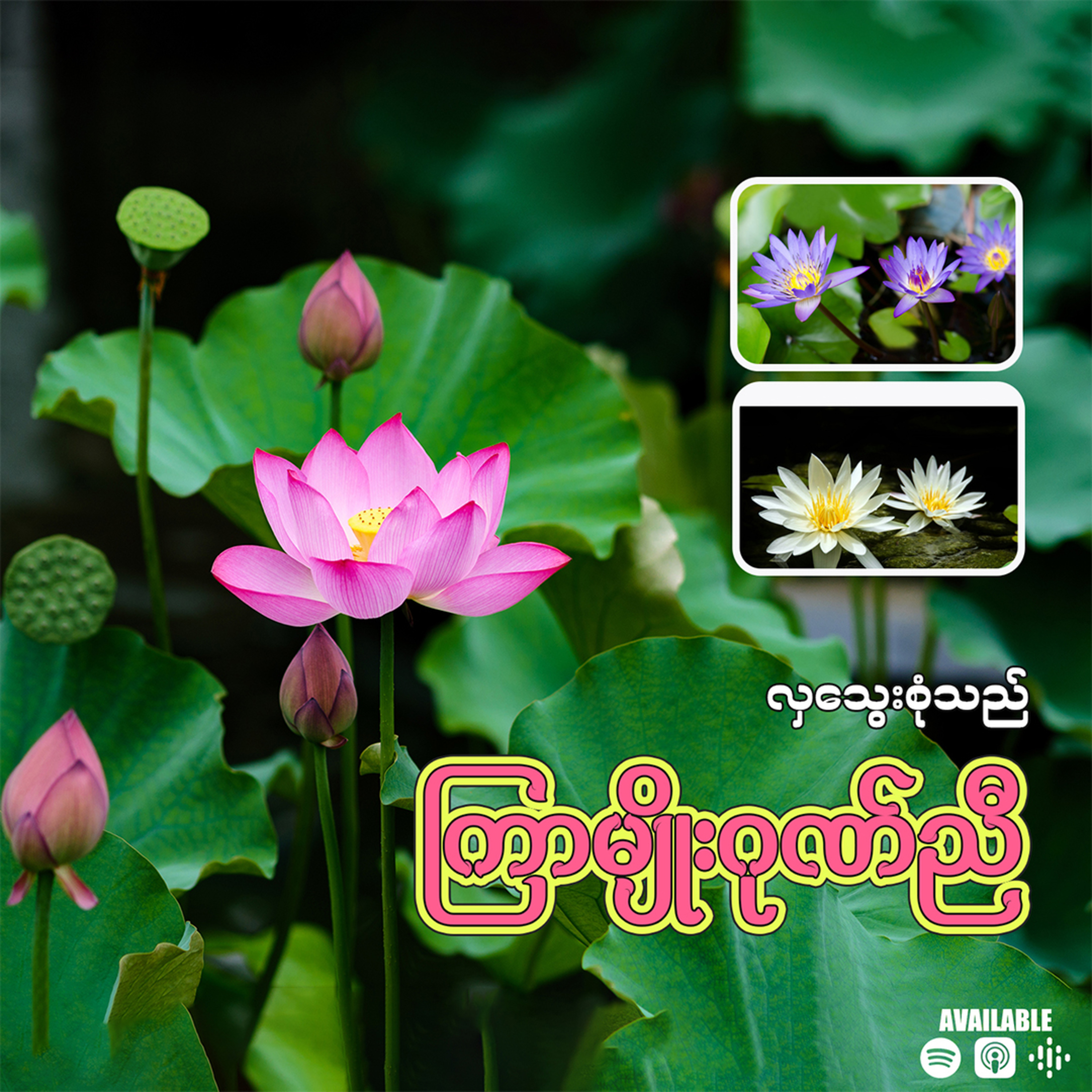 လှသွေးစုံသည် ကြာမျိုးဂုဏ်ညီ