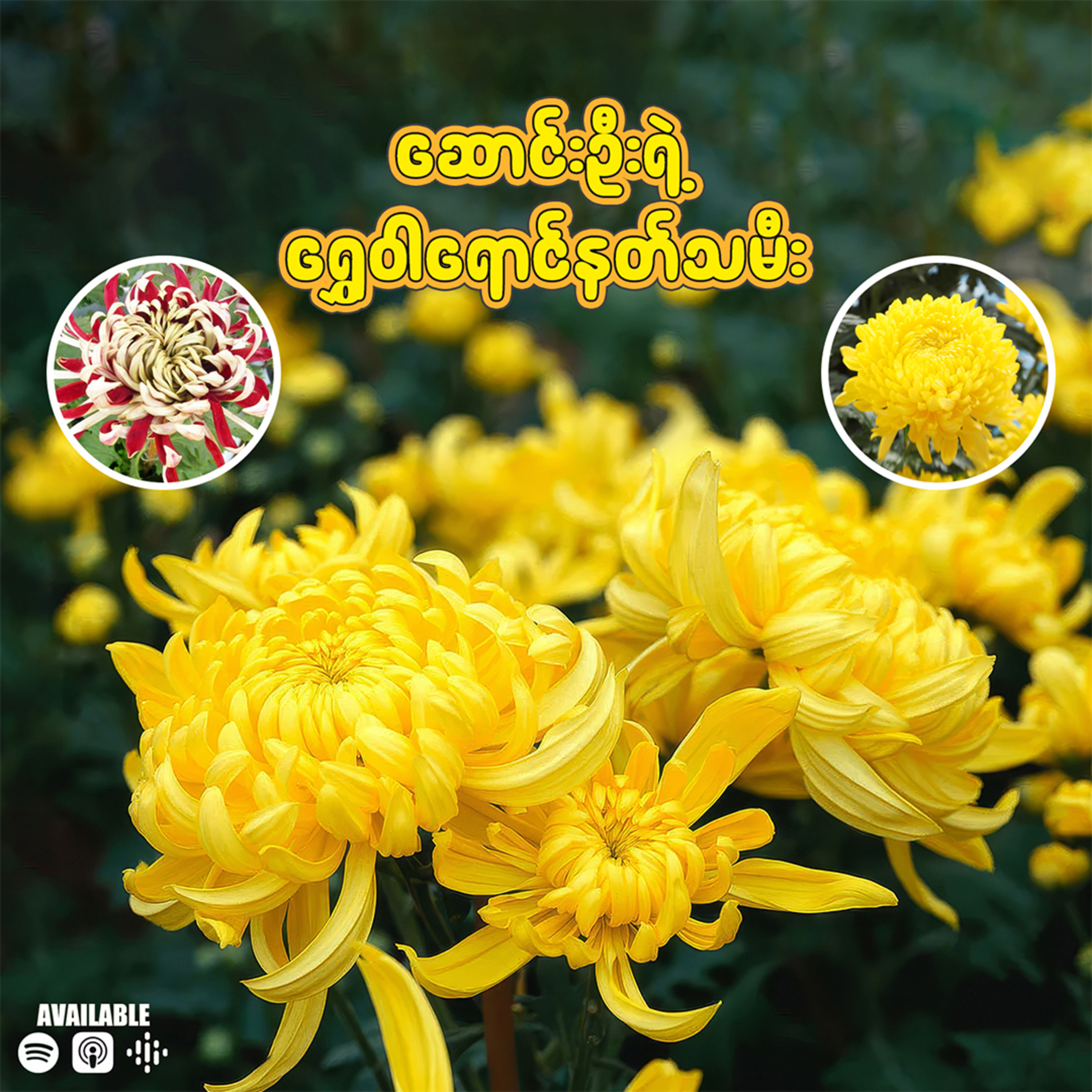 ဆောင်းဦးရဲ့ ရွှေဝါရောင် နတ်သမီး