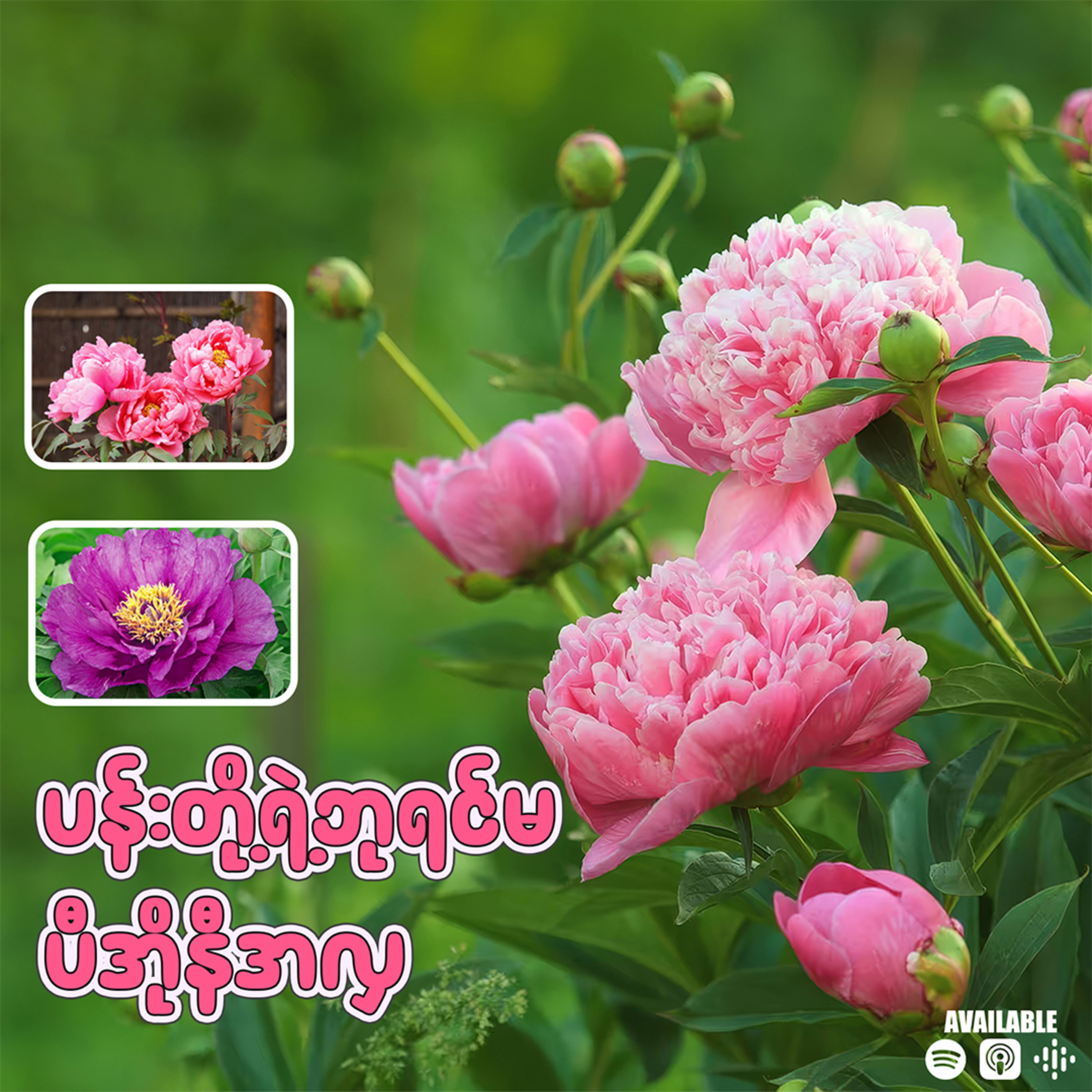 ပန်းတို့ရဲ့ဘုရင်မ ပီအိုနီအလှ