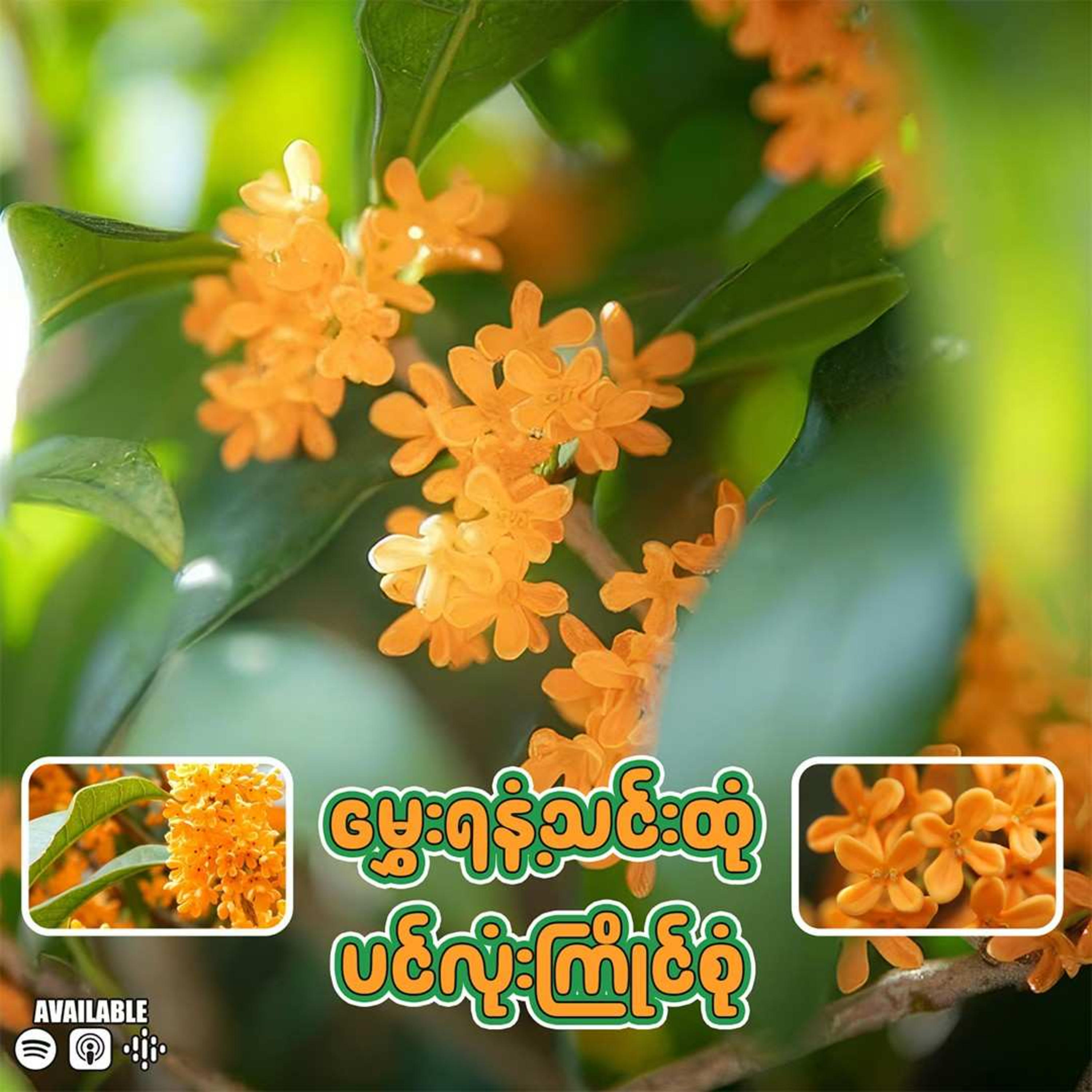 "မွှေးရနံ့သင်းထုံ ပင်လုံးကြိုင်စုံ"