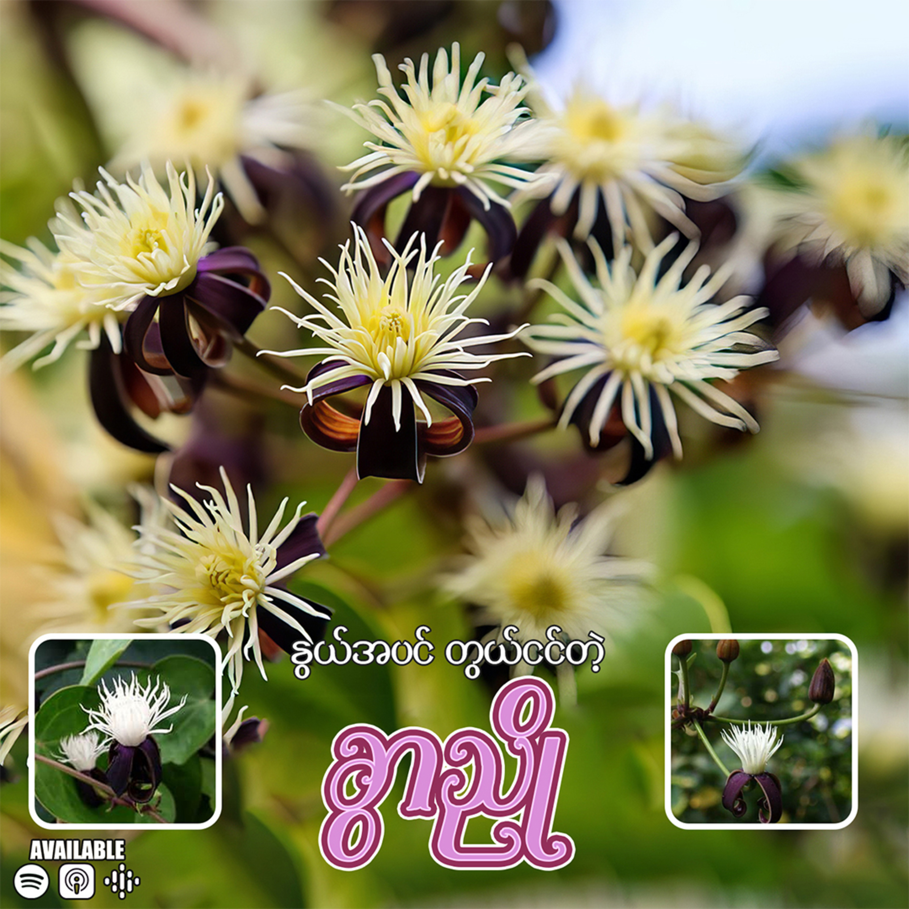 နွယ်အပင် တွယ်ငင်တဲ့ ခွာညို