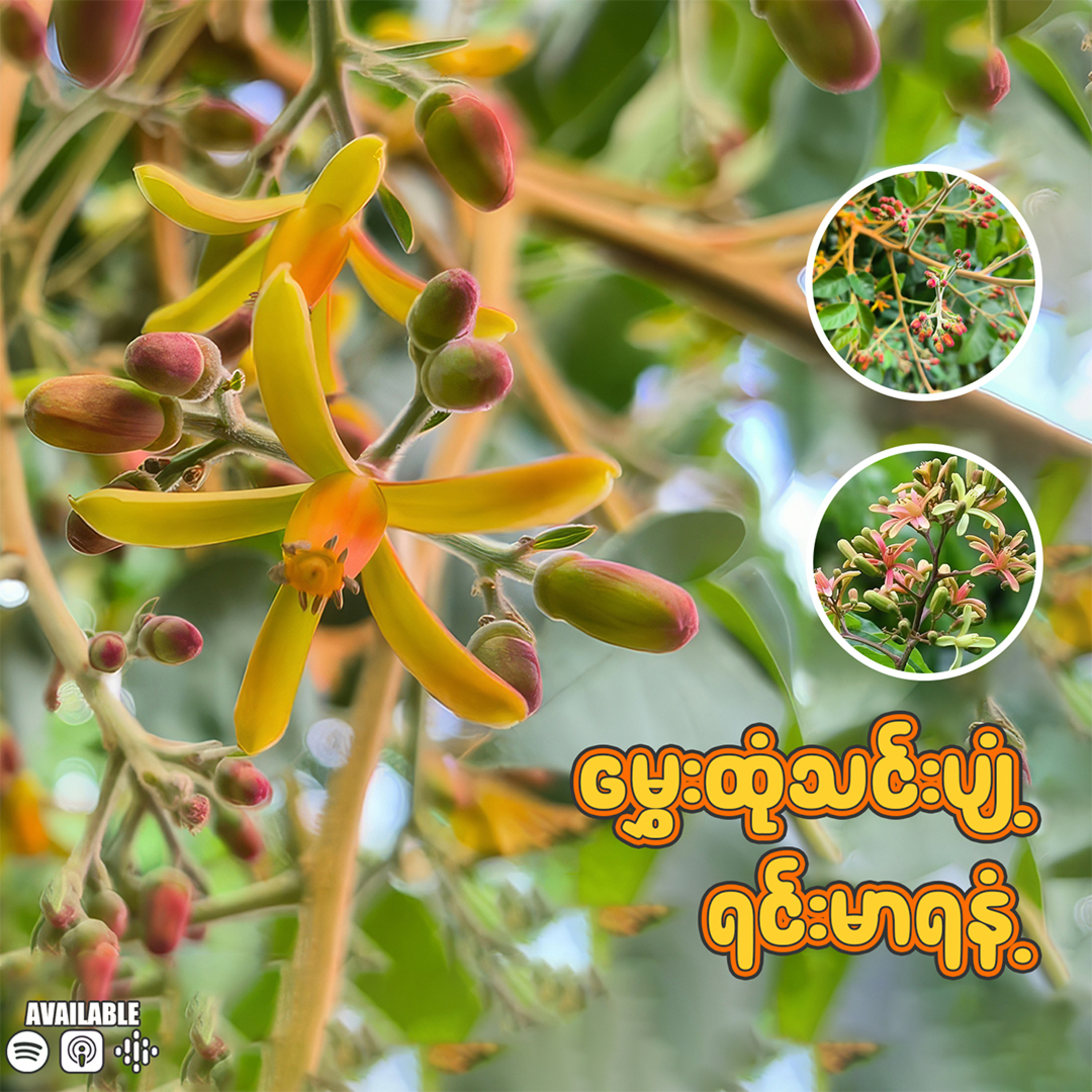 မွှေးထုံသင်းပျံ့ ရင်းမာရနံ့ 