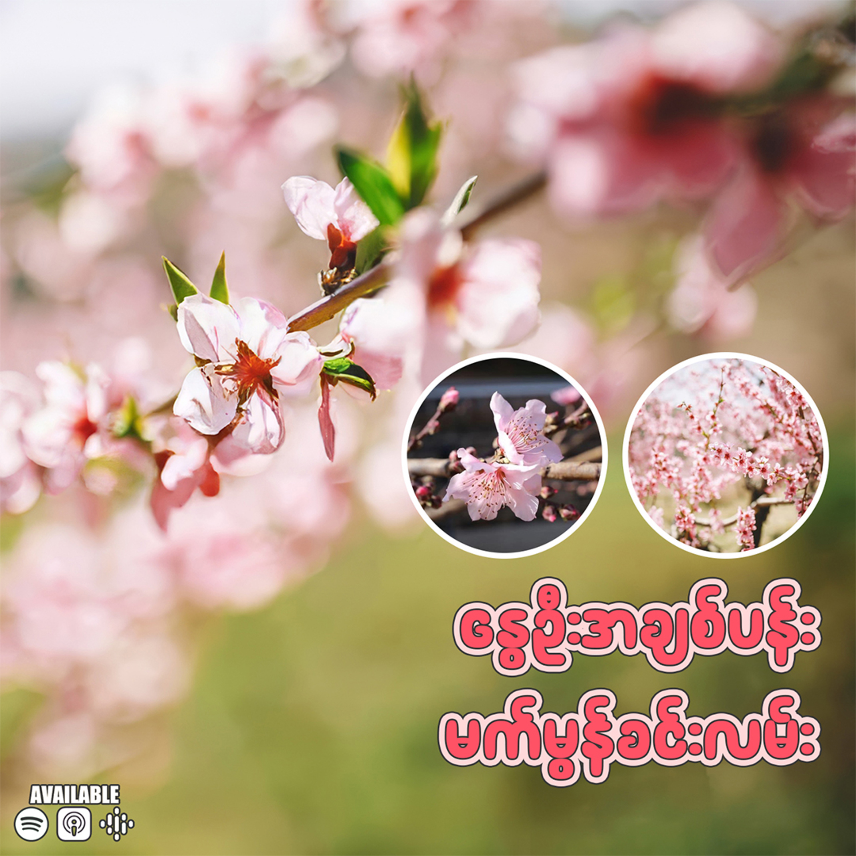 နွေဦးအချစ်ပန်း မက်မွန်ခင်းလမ်း