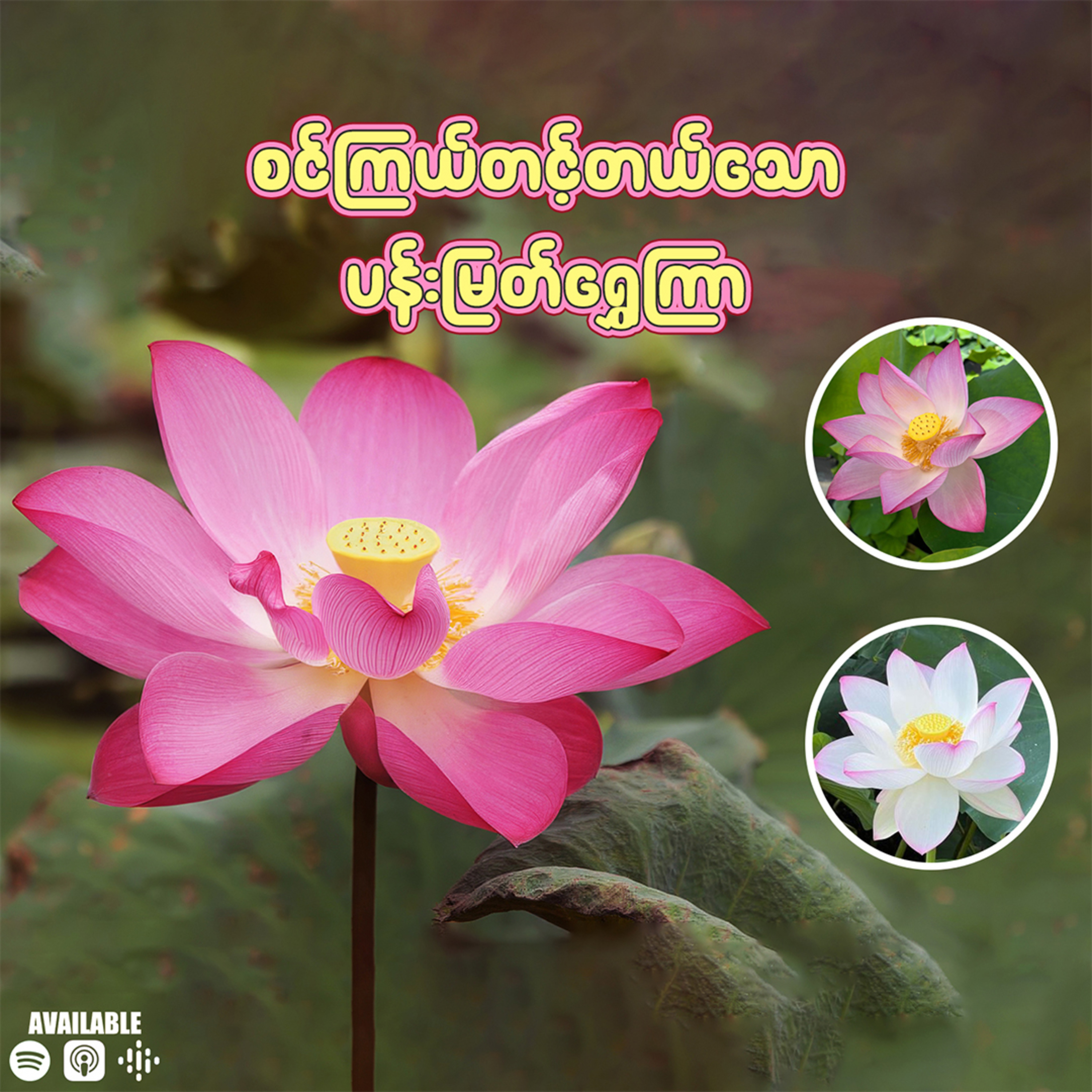 စင်ကြယ်တင့်တယ်သော ပန်းမြတ်ရွှေကြာ