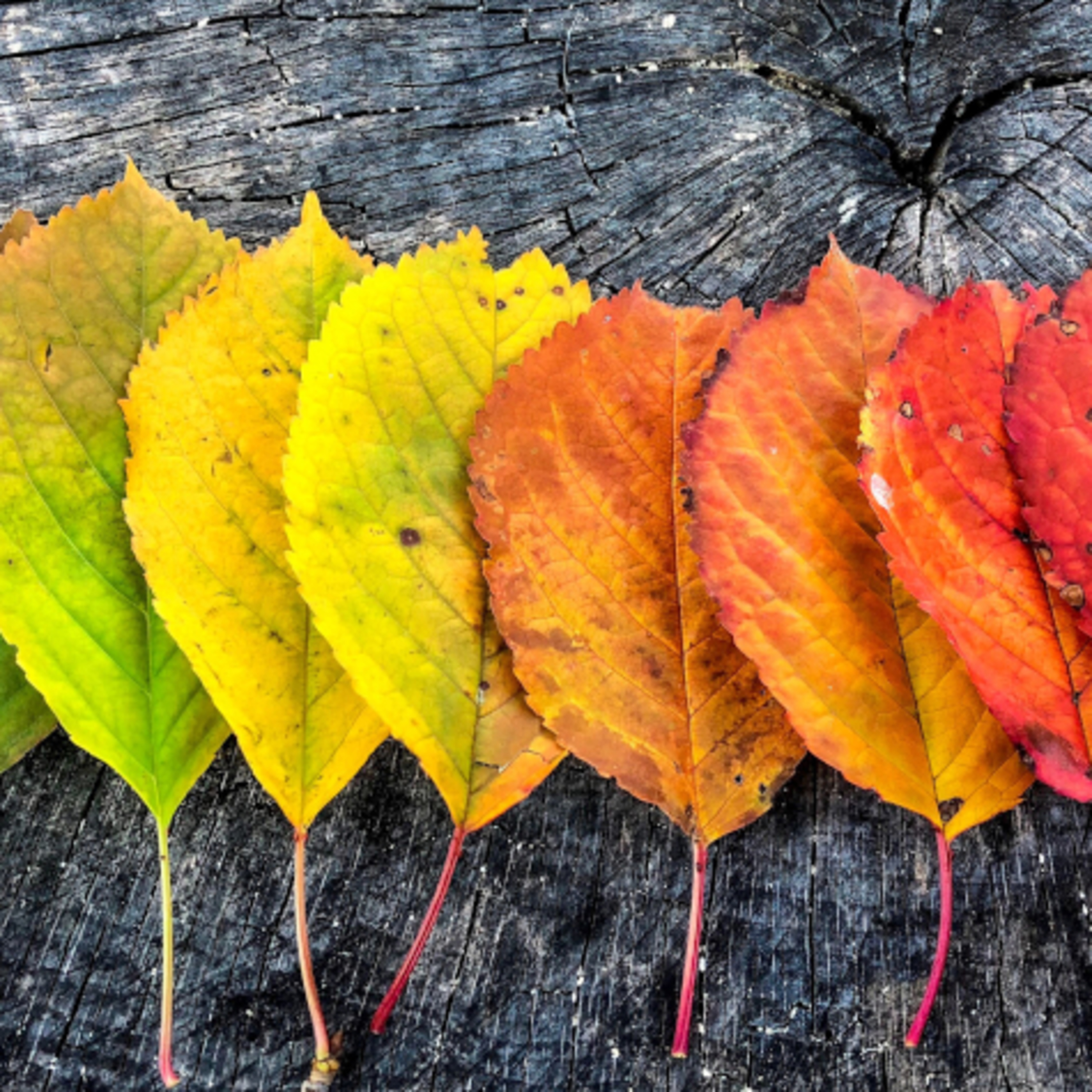 Dopoludnie na Infovojne s Adrianom 19.11.2024