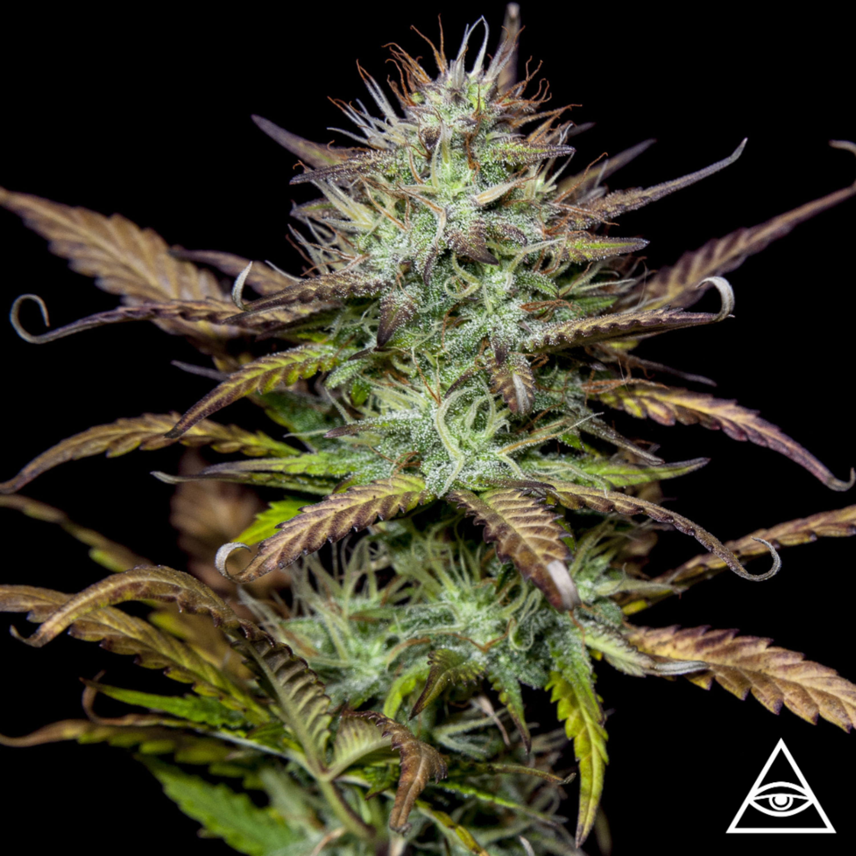 Sativa vs Indica - Com Milgrows