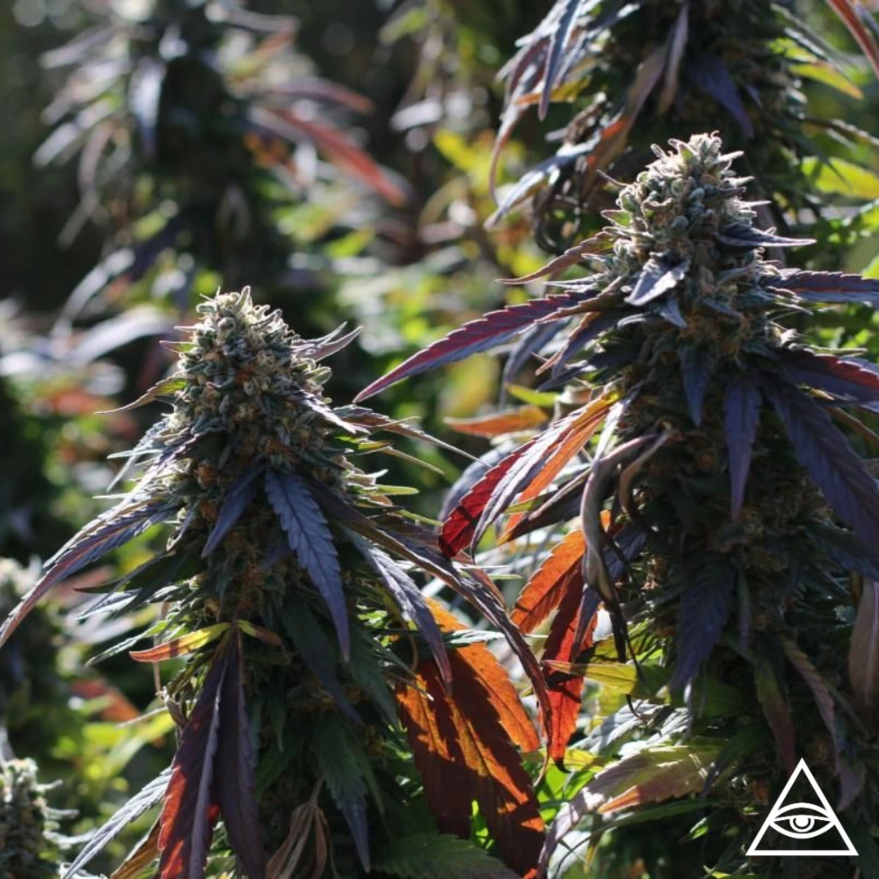 Engenharia agronômica da Cannabis com Paulo Turatti