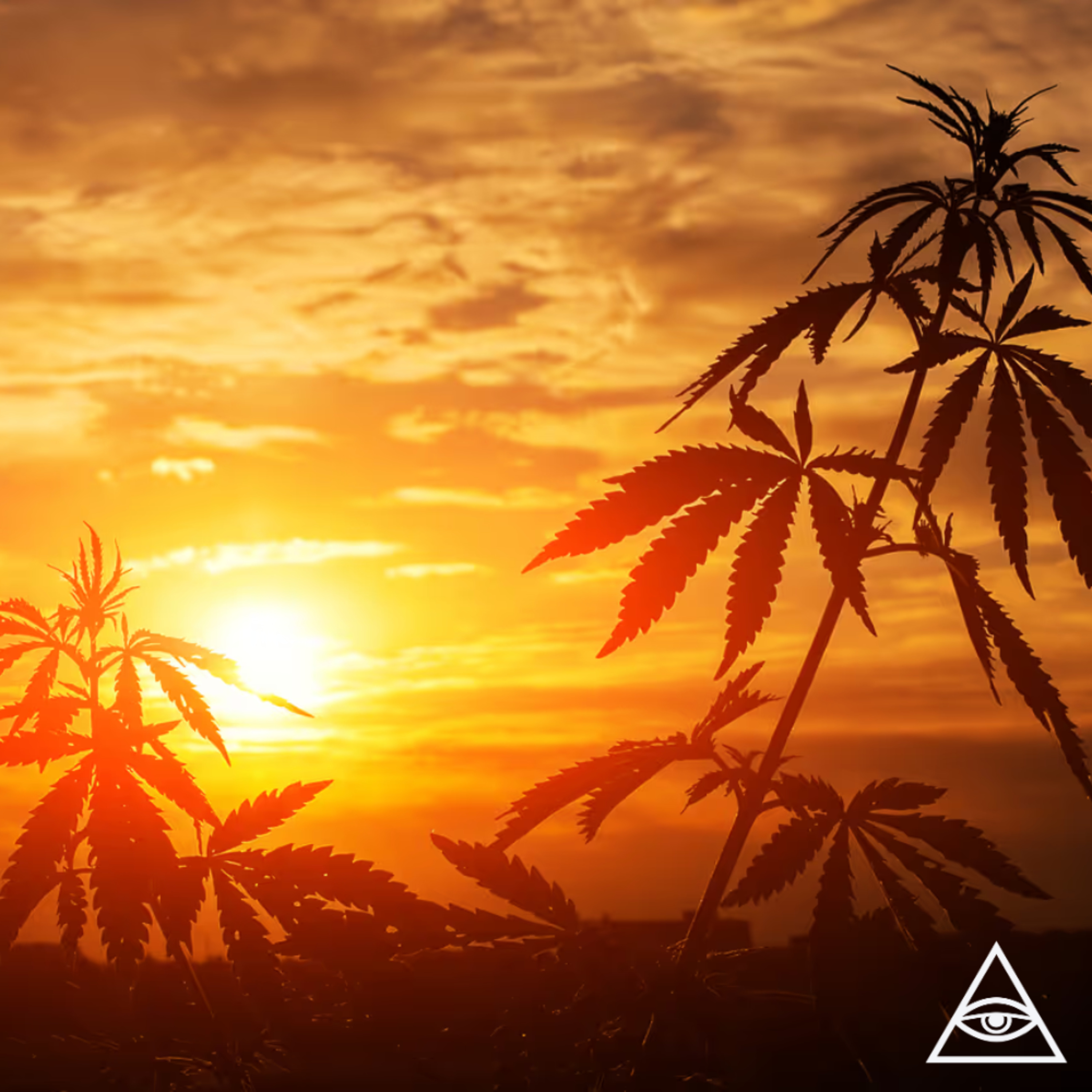 Querem que a maconha continue proibida