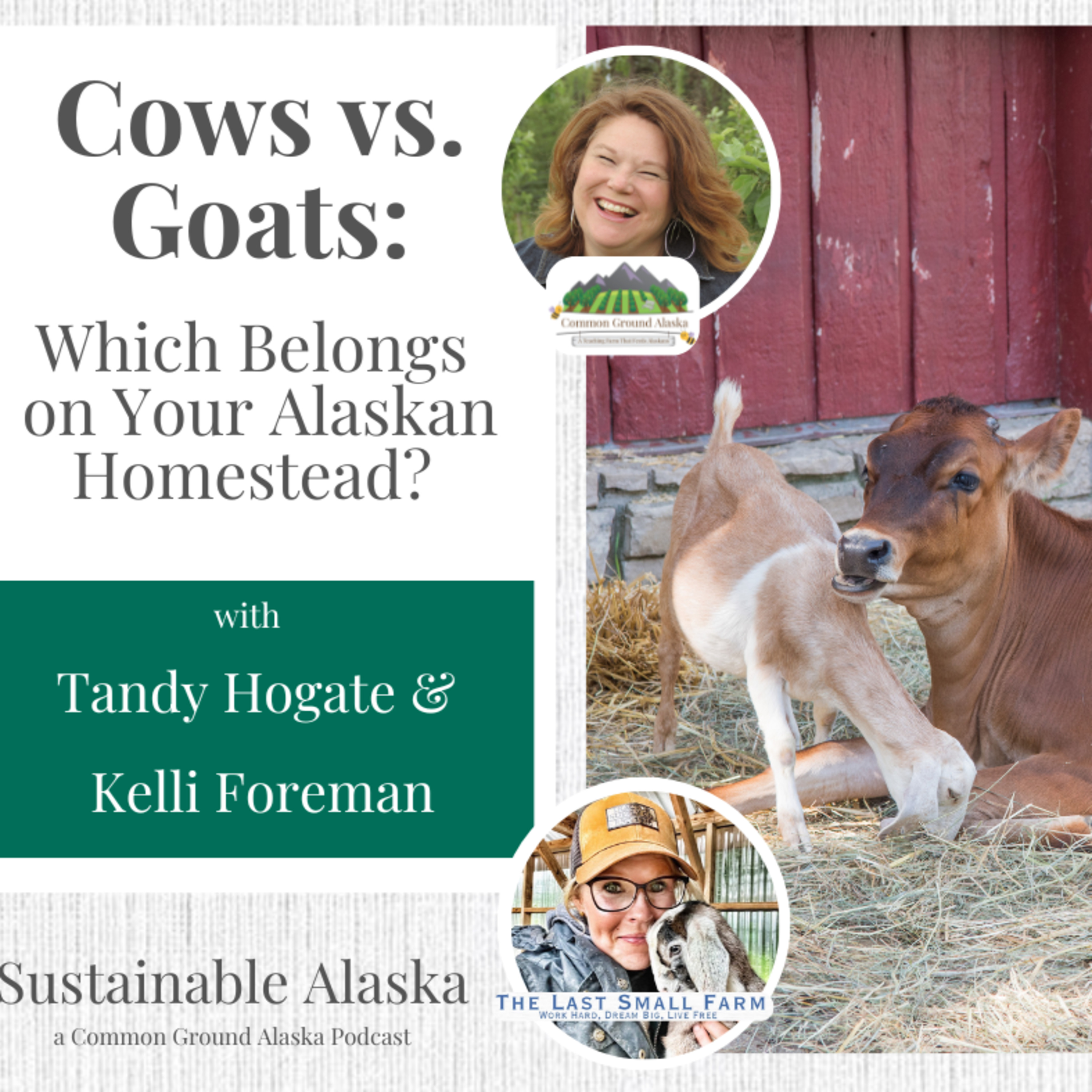 Cows vs. Goats: Which Belongs on Your Alaskan Homestead