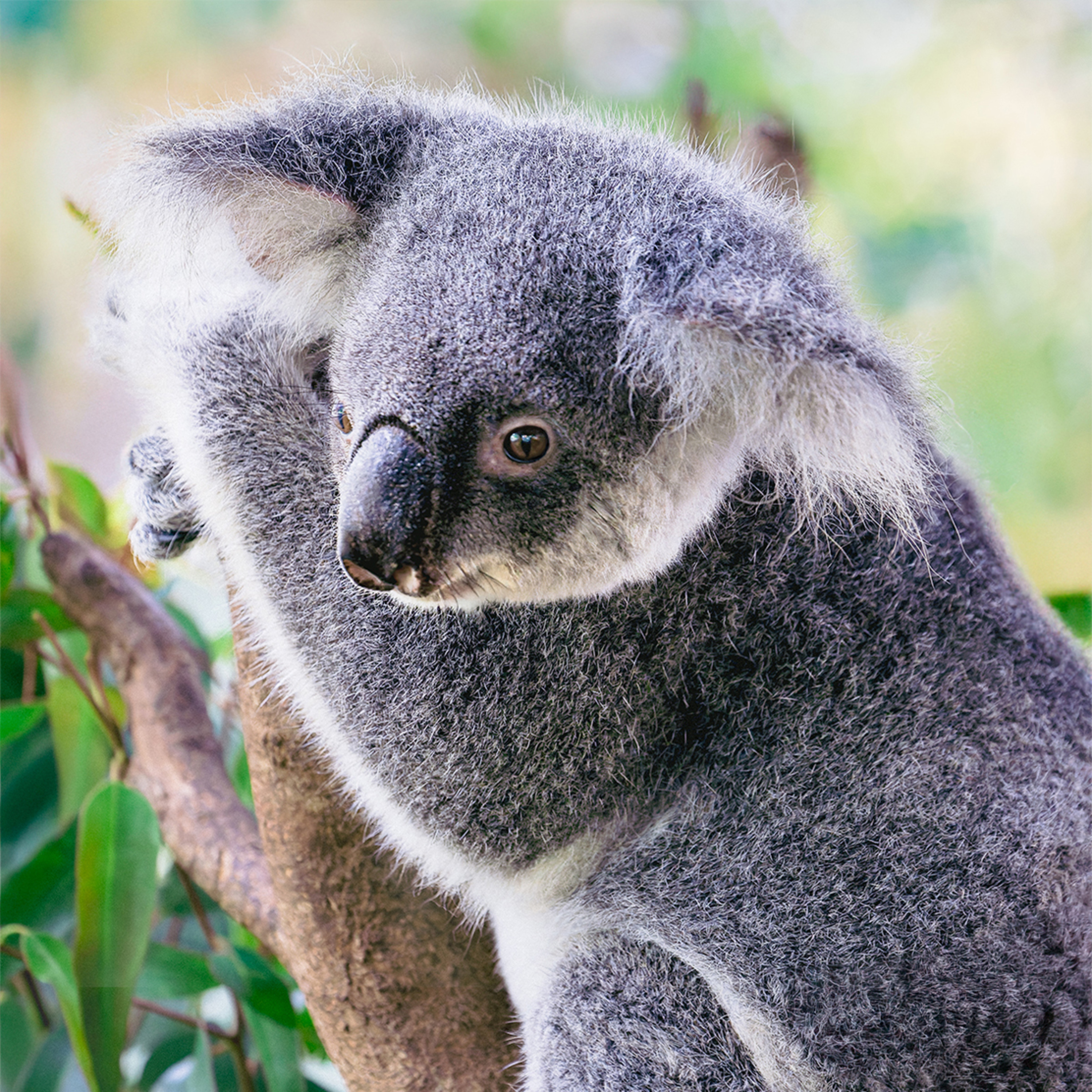 ep.430 コアラのユーカリだけで生きる秘密！1日20時間寝る、母の愛