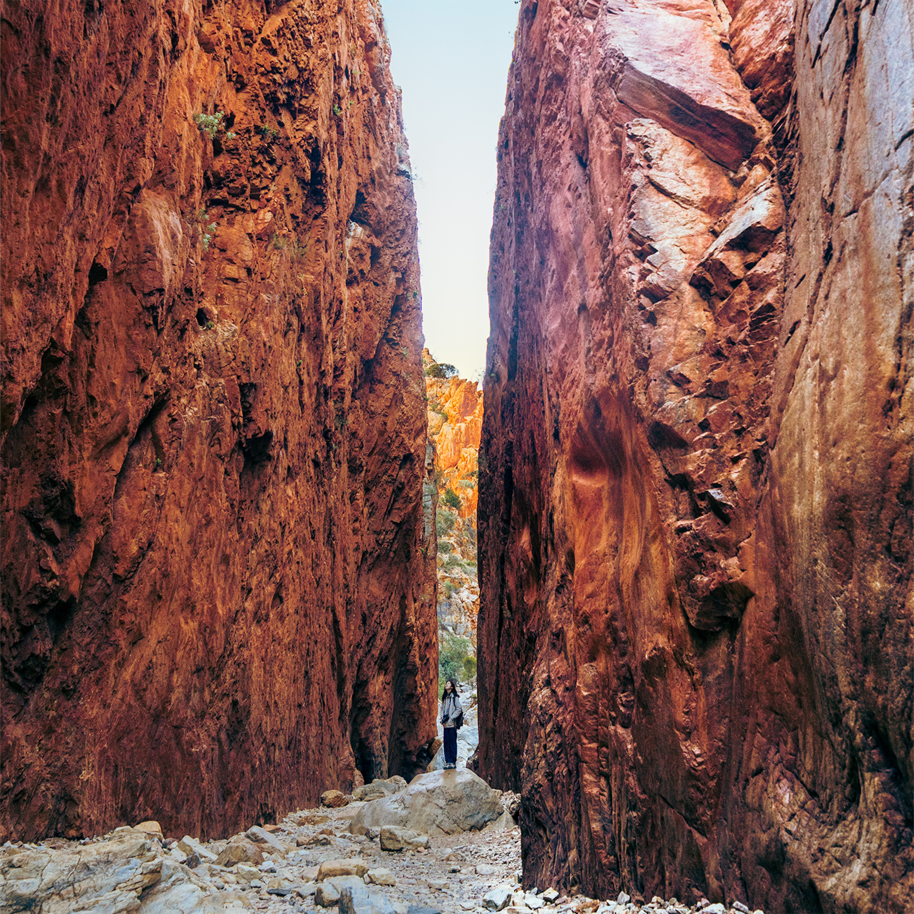 ep.450 野生カンガルーがどこにもいない！鳥のさえずり響く峡谷を独り占め