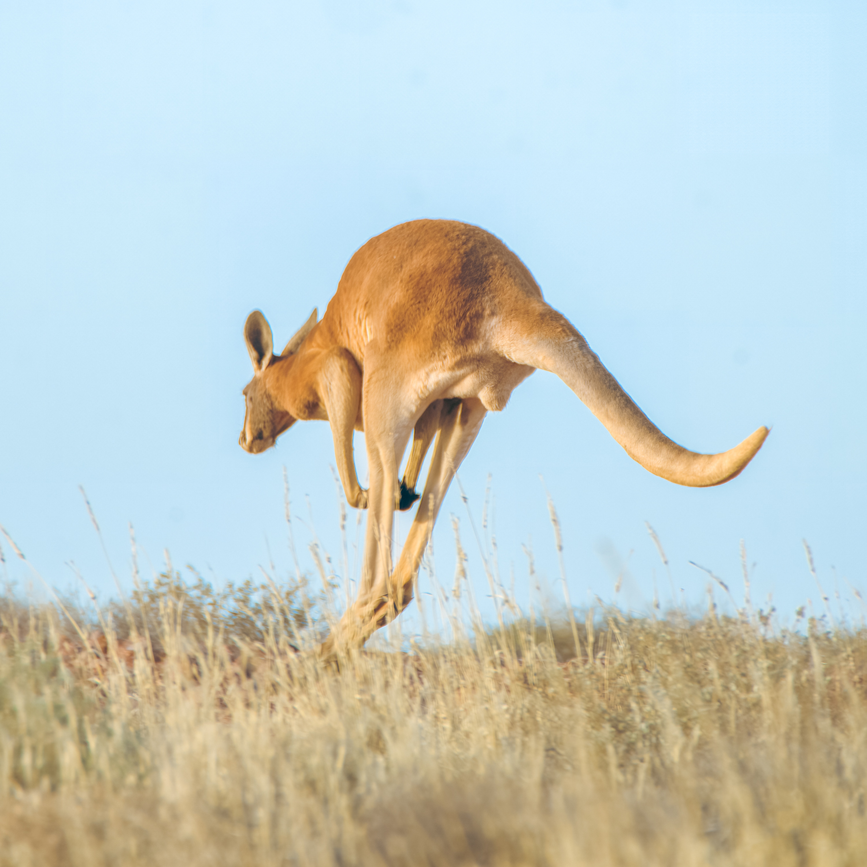 ep.463 野生カンガルーにやっと会えたのに…道路に死体が多すぎて驚愕