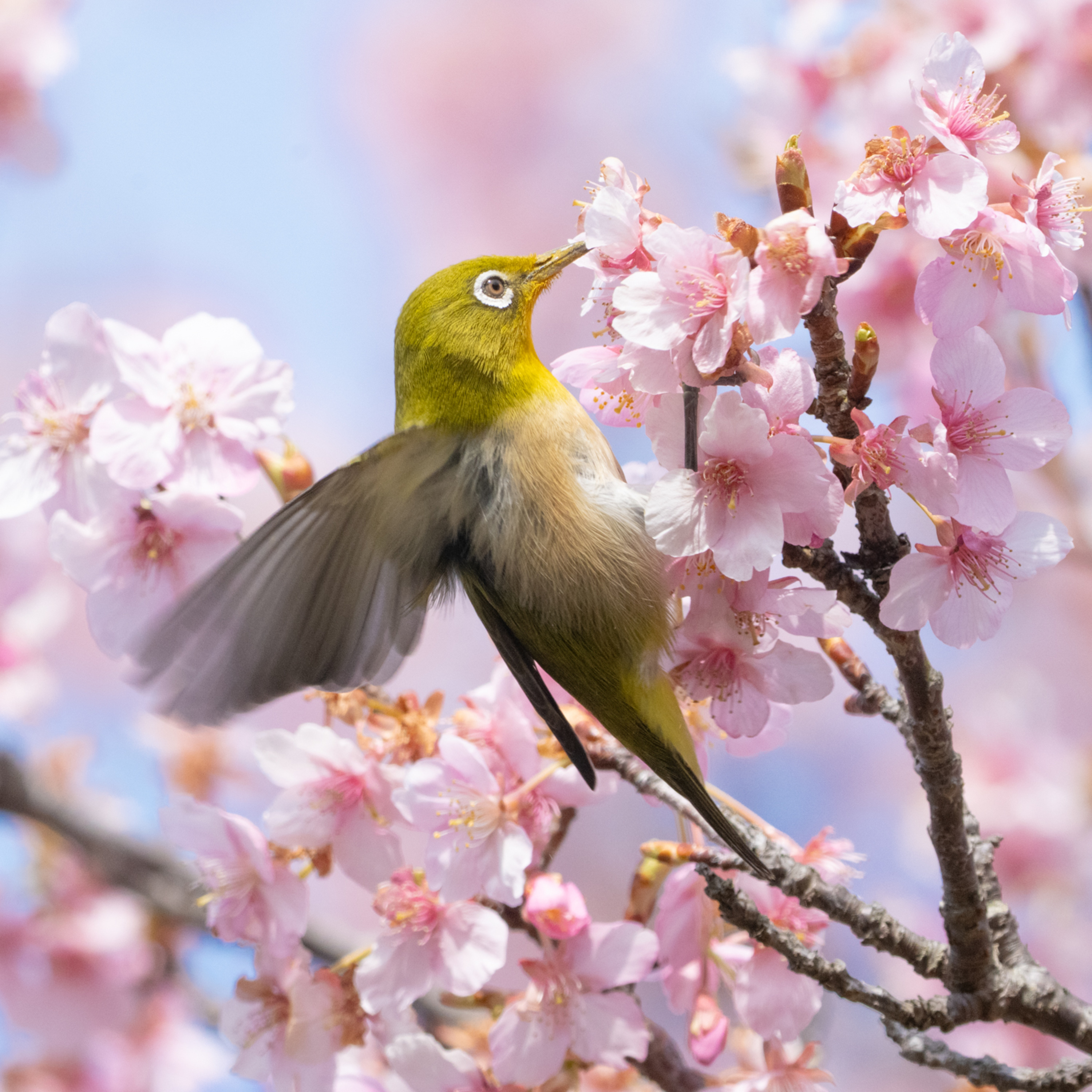 ep.483 山桜でいなりを食べる！メジロの大群に遭遇