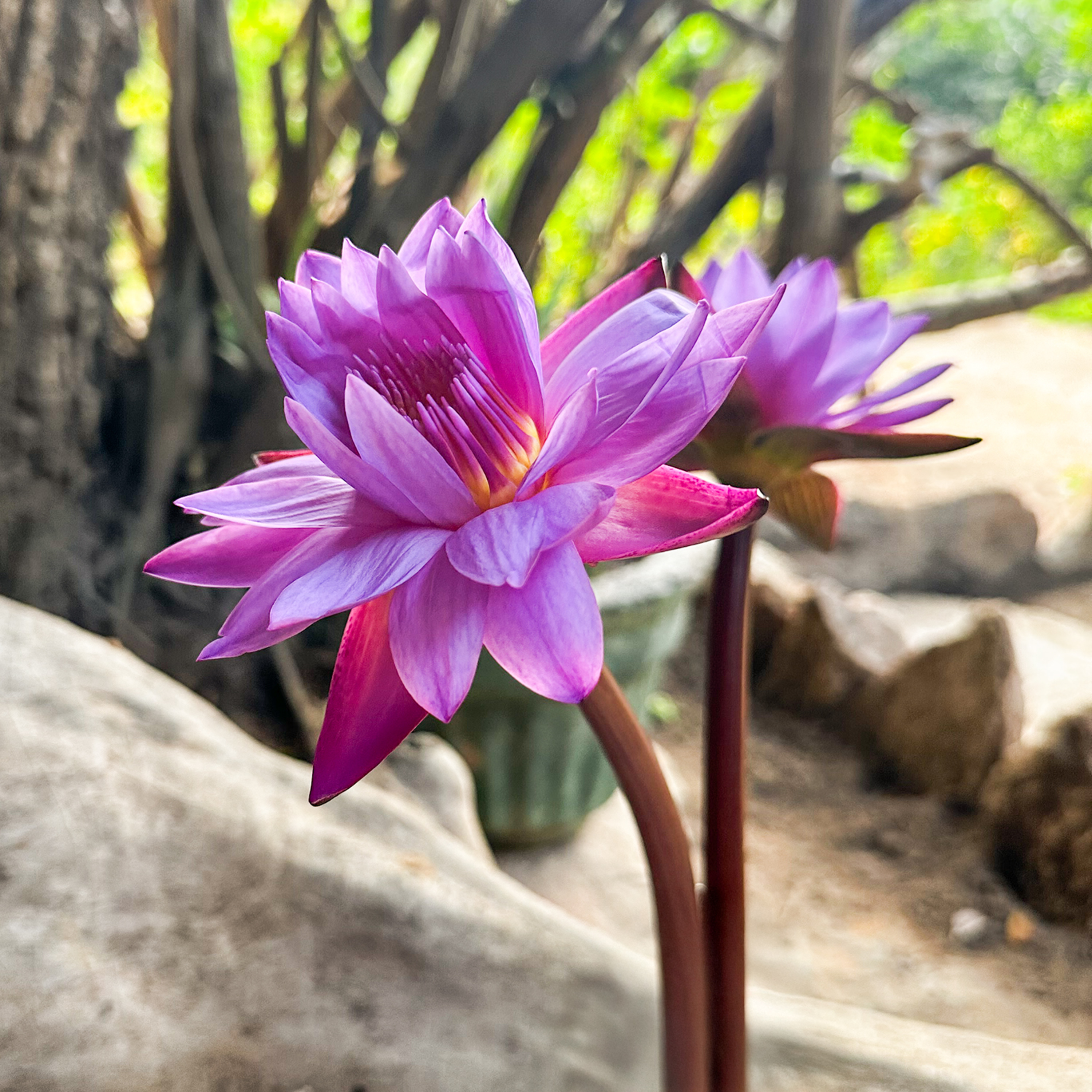 ep.492 スリランカ渡航前スペシャル