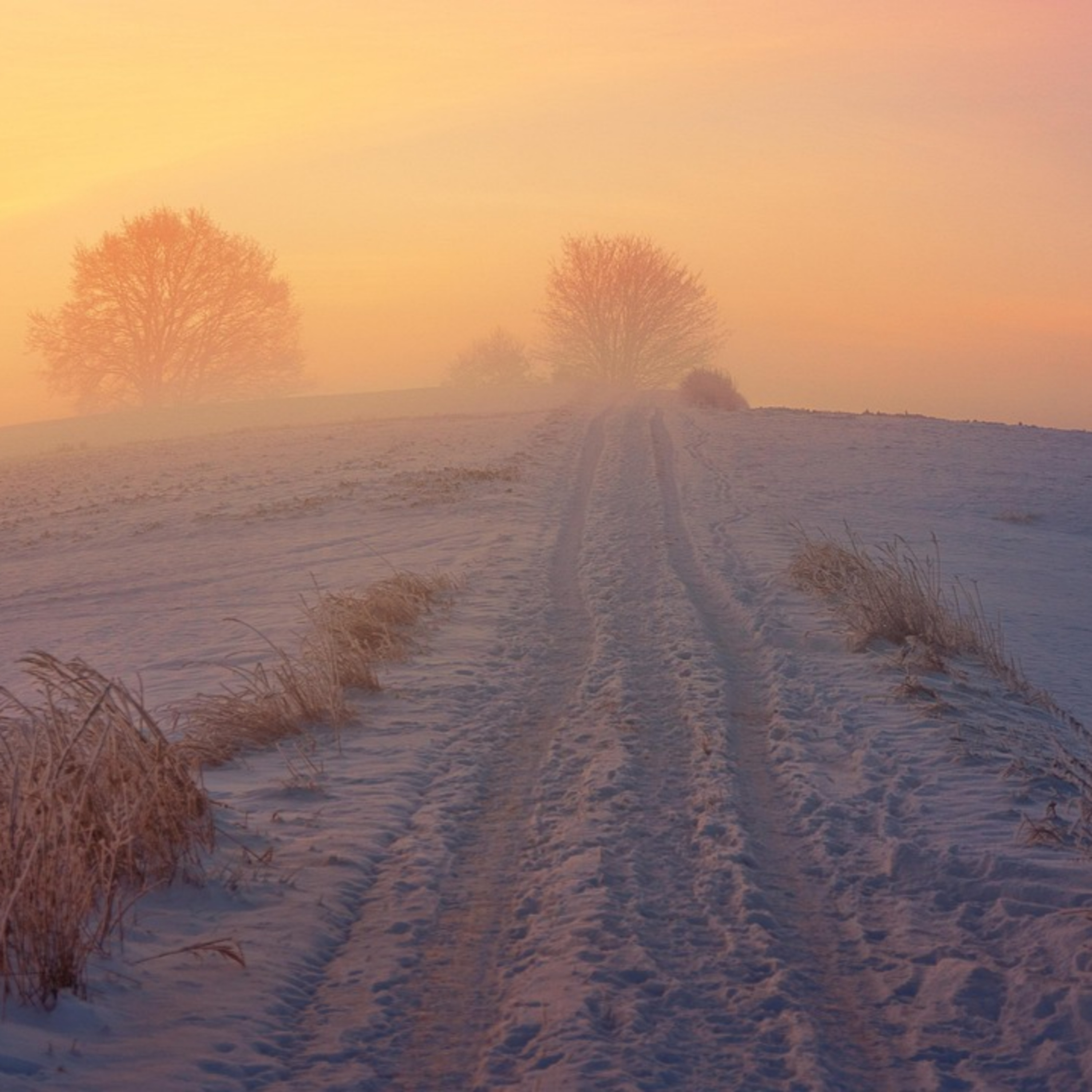 Adventkalender #14 Veronique Gorris