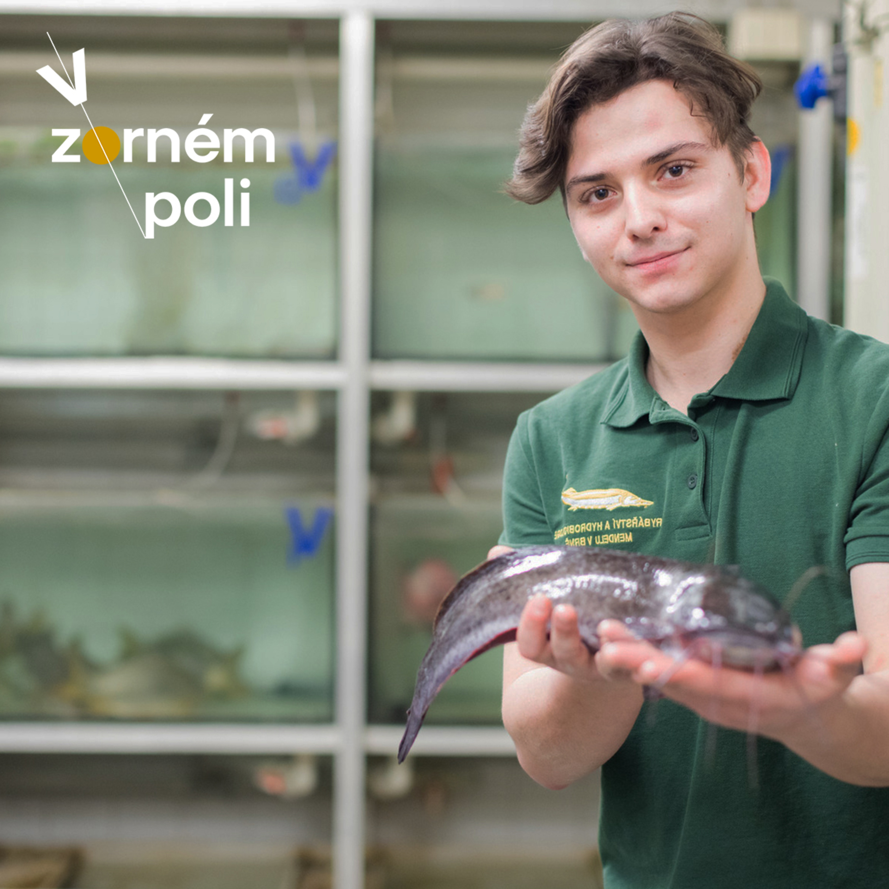 V zorném poli