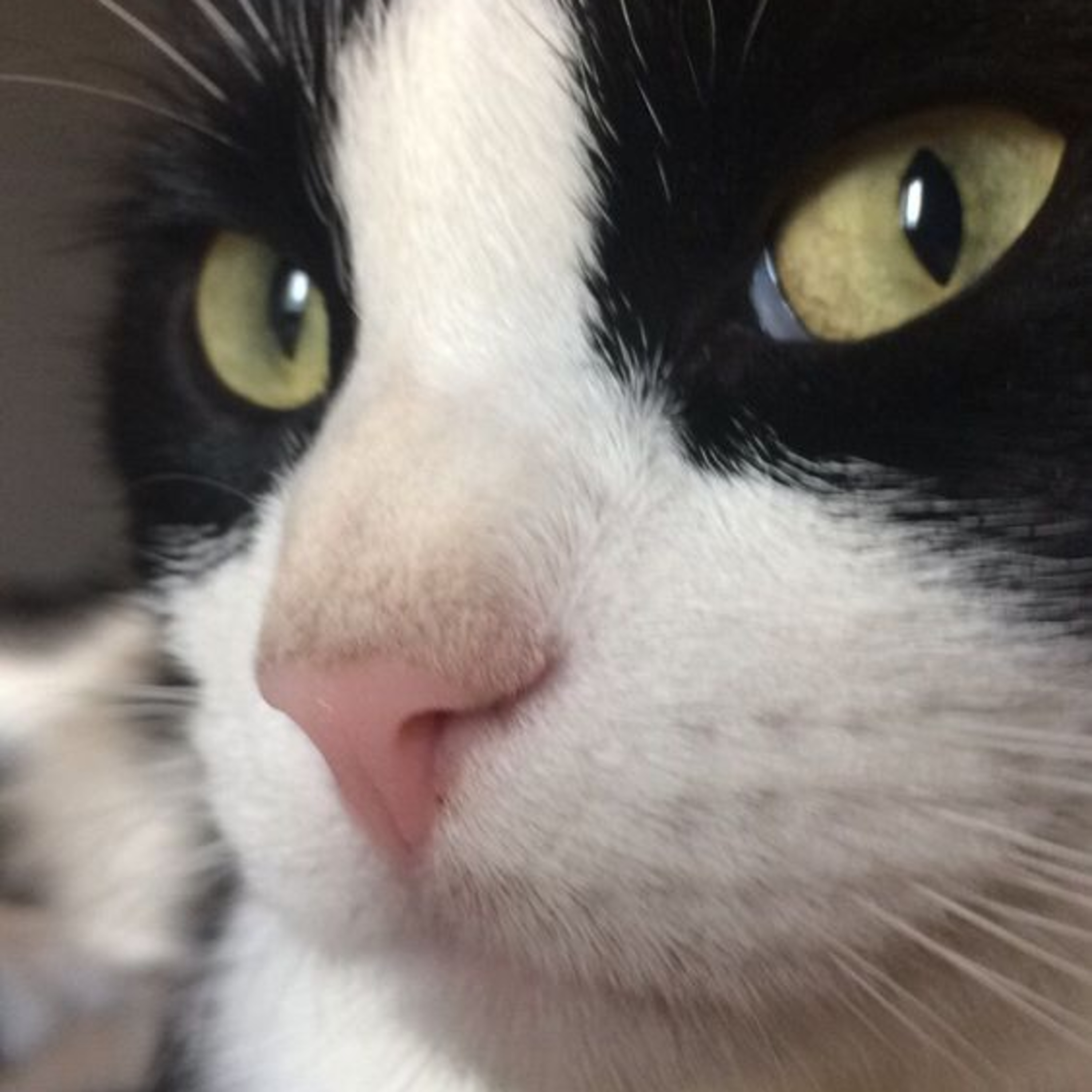 Chaotic Madness 2023