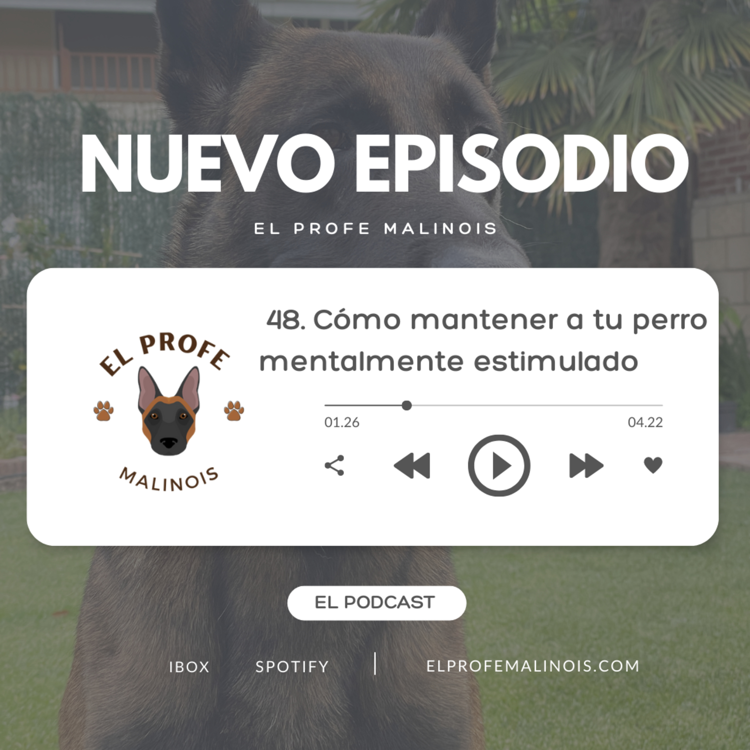 48. Cómo mantener a tu perro mentalmente estimulado: Juegos y actividades episode artwork