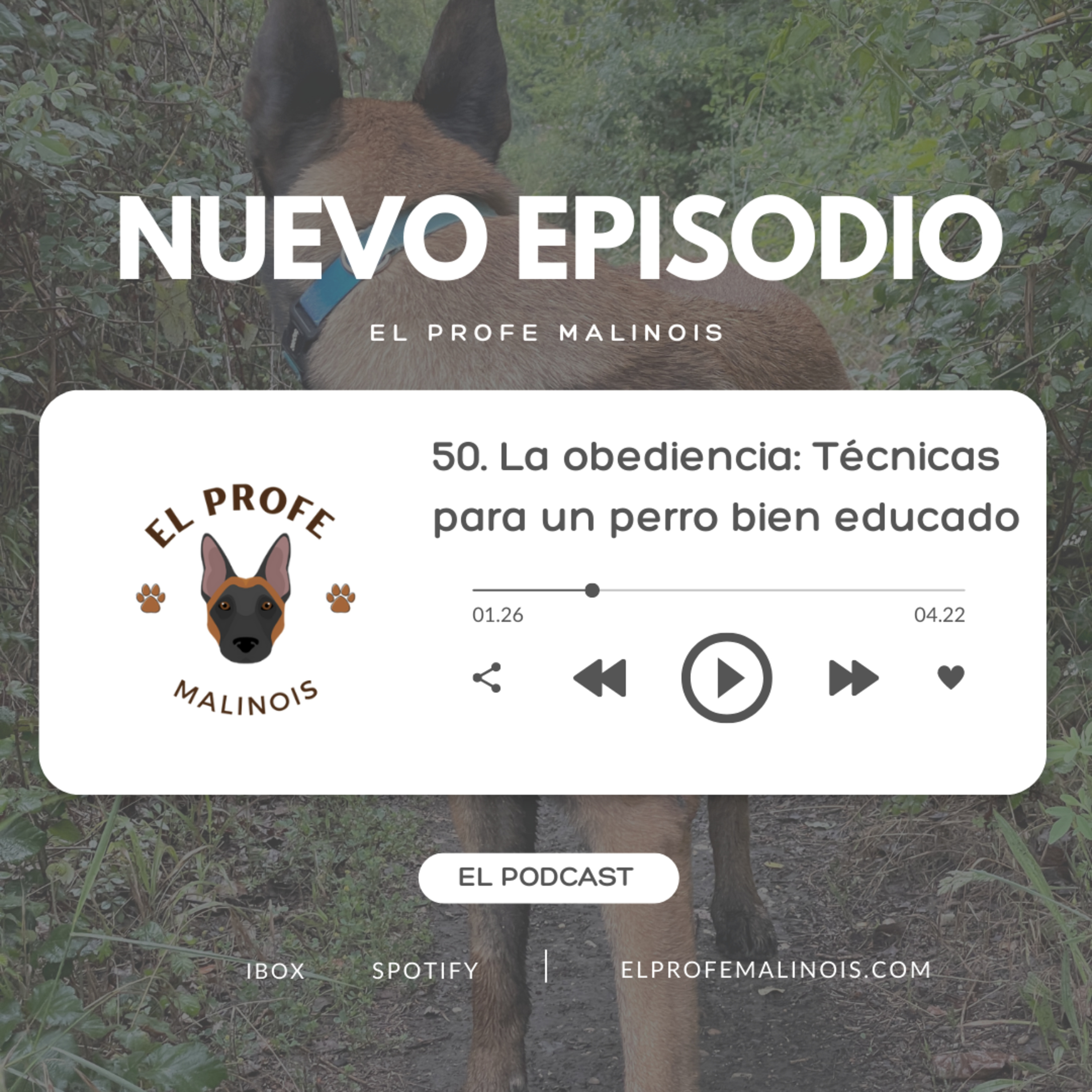 El Profe Malinois | Adiestramiento canino