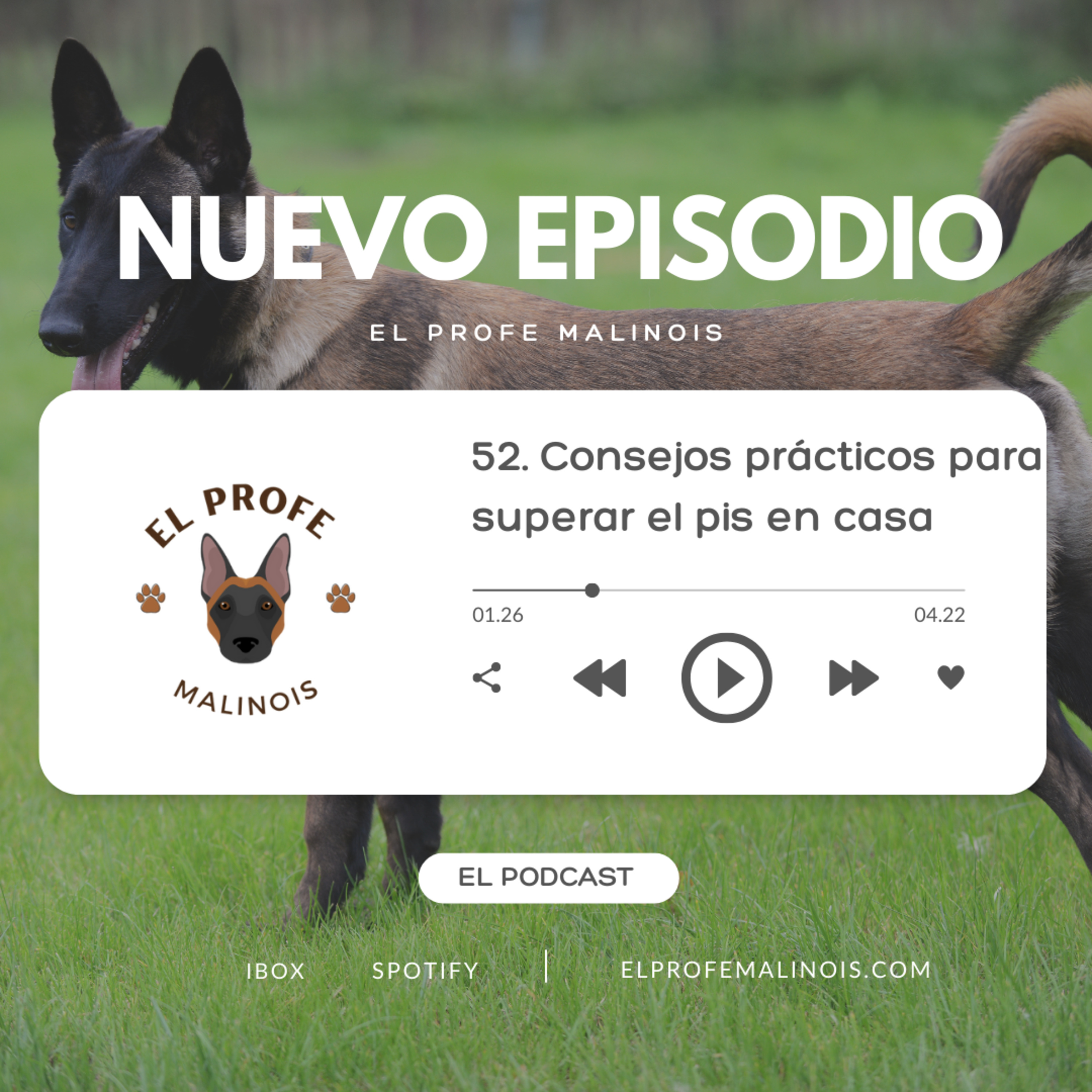 52. ¿Sigues luchando con el entrenamiento para ir al baño? Consejos prácticos para superarlo episode artwork