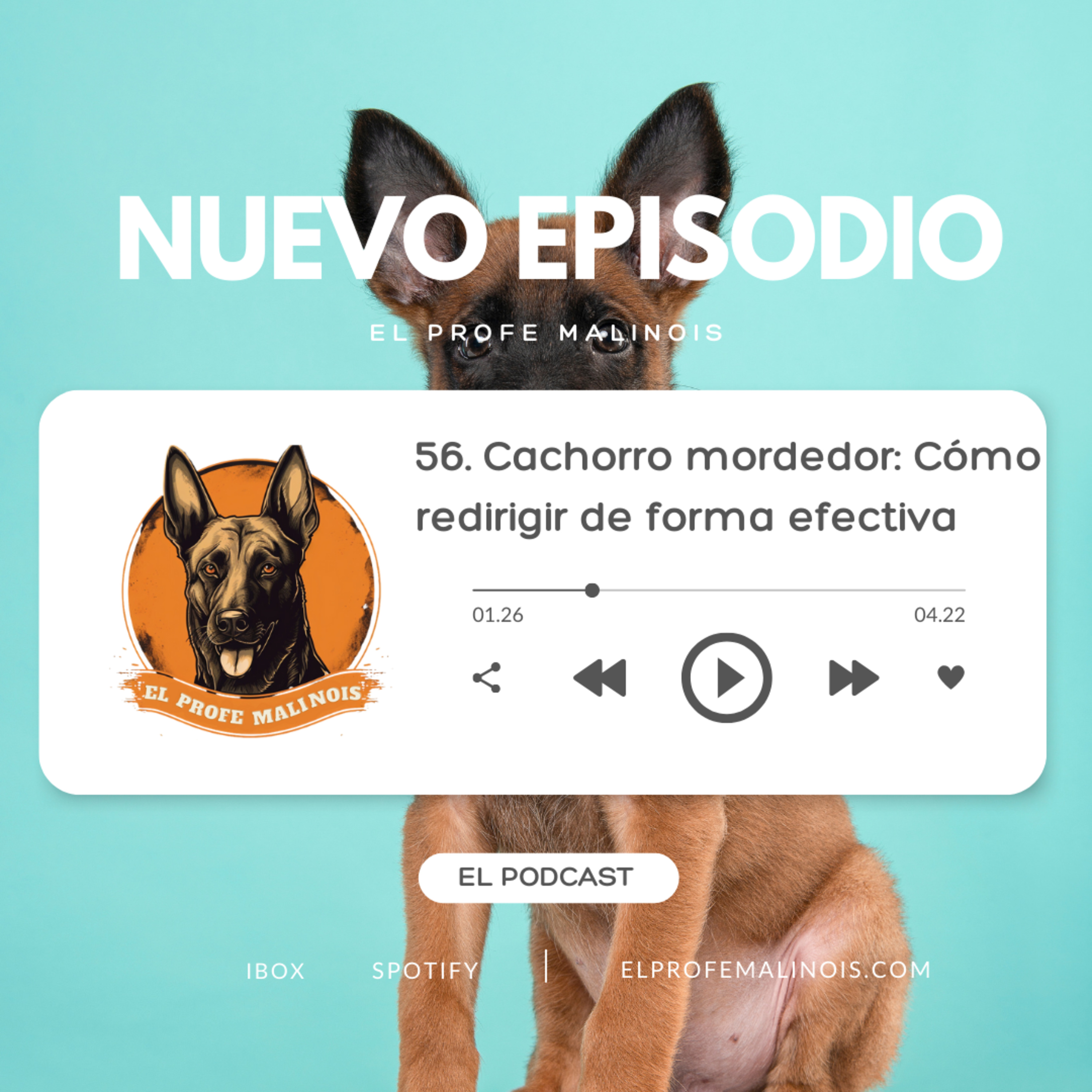 El Profe Malinois | Adiestramiento canino