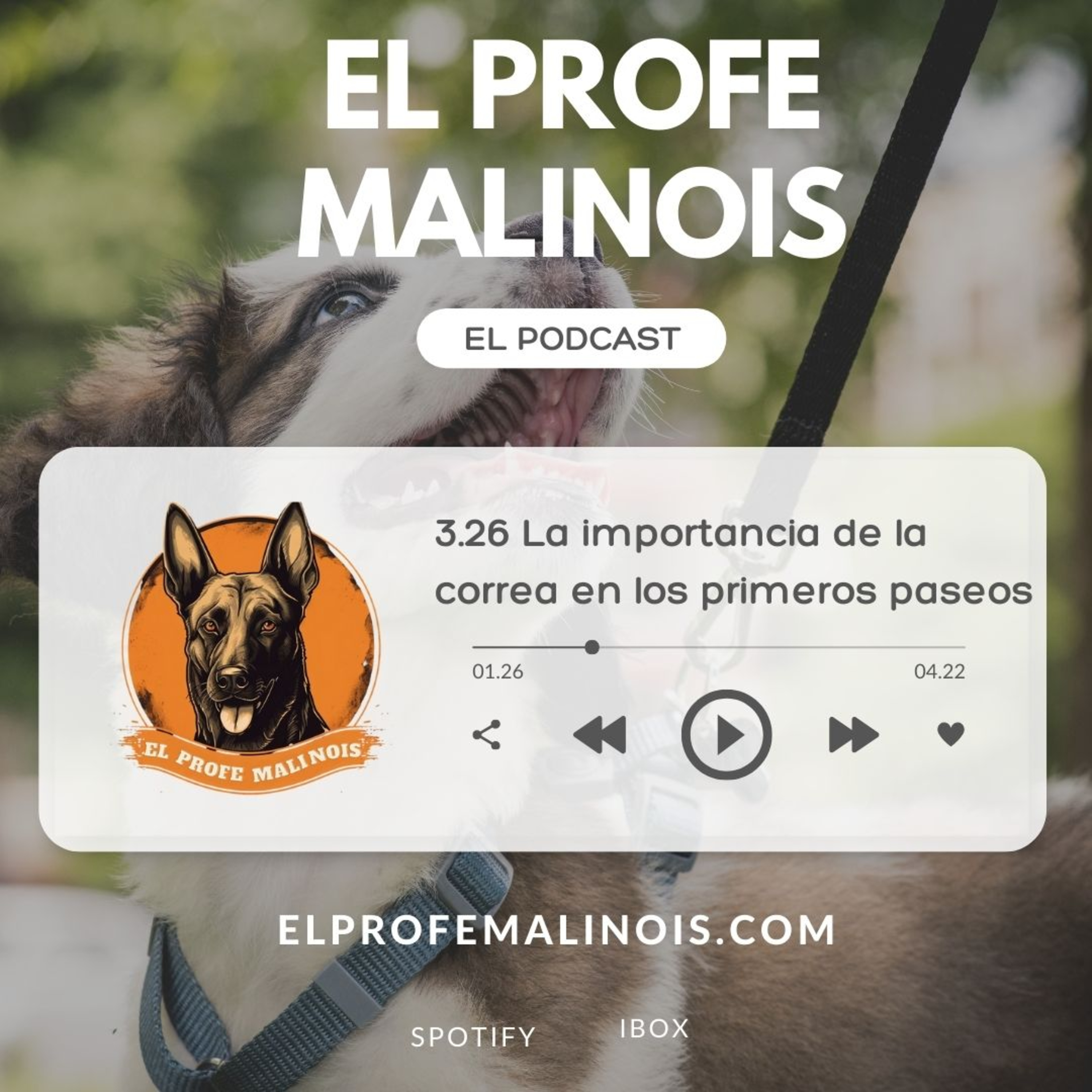 3.26 La importancia de la correa en los primeros paseos episode artwork