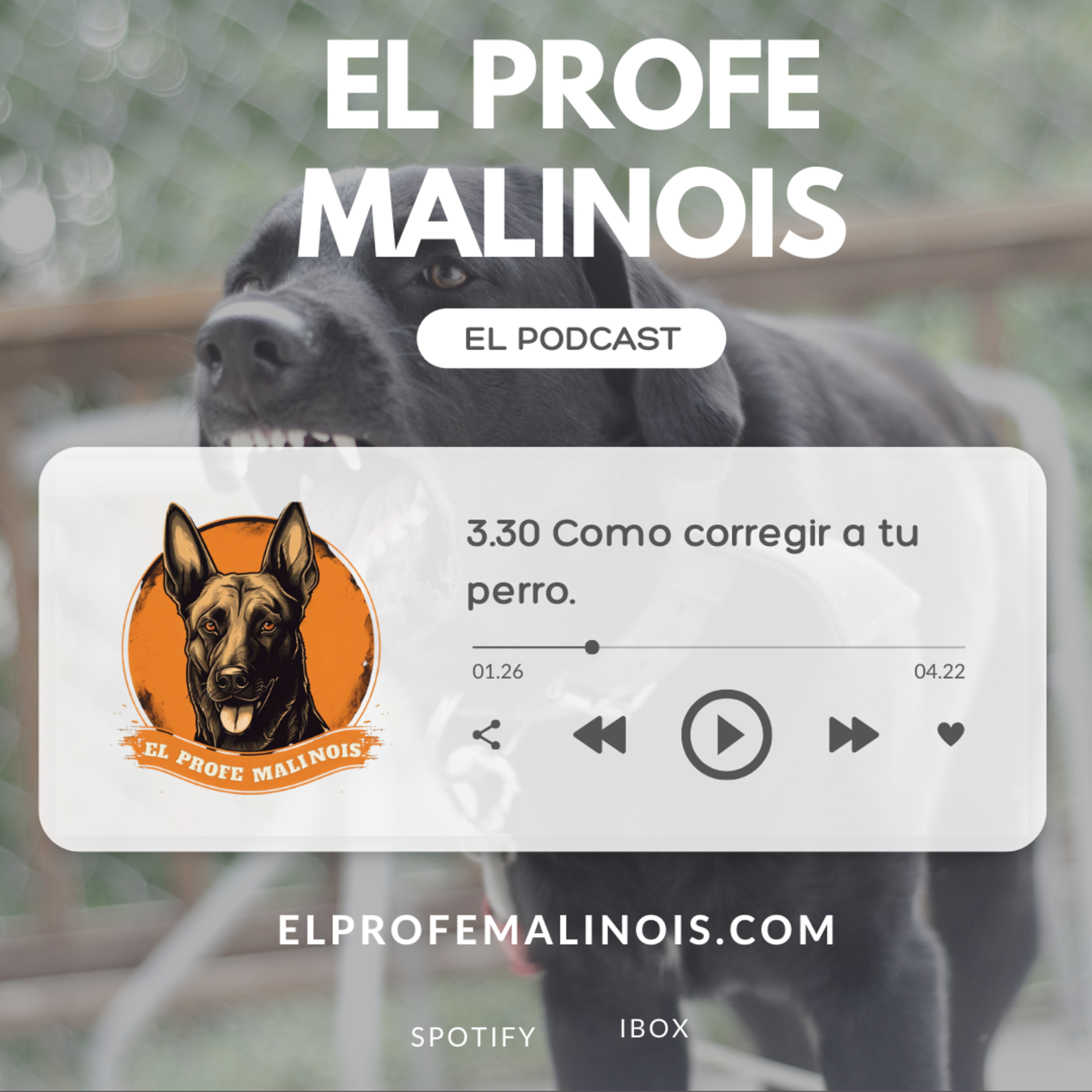 3.30 Como corregir a tu perro. ✅¿Firmeza?❌¿Dominancia? episode artwork