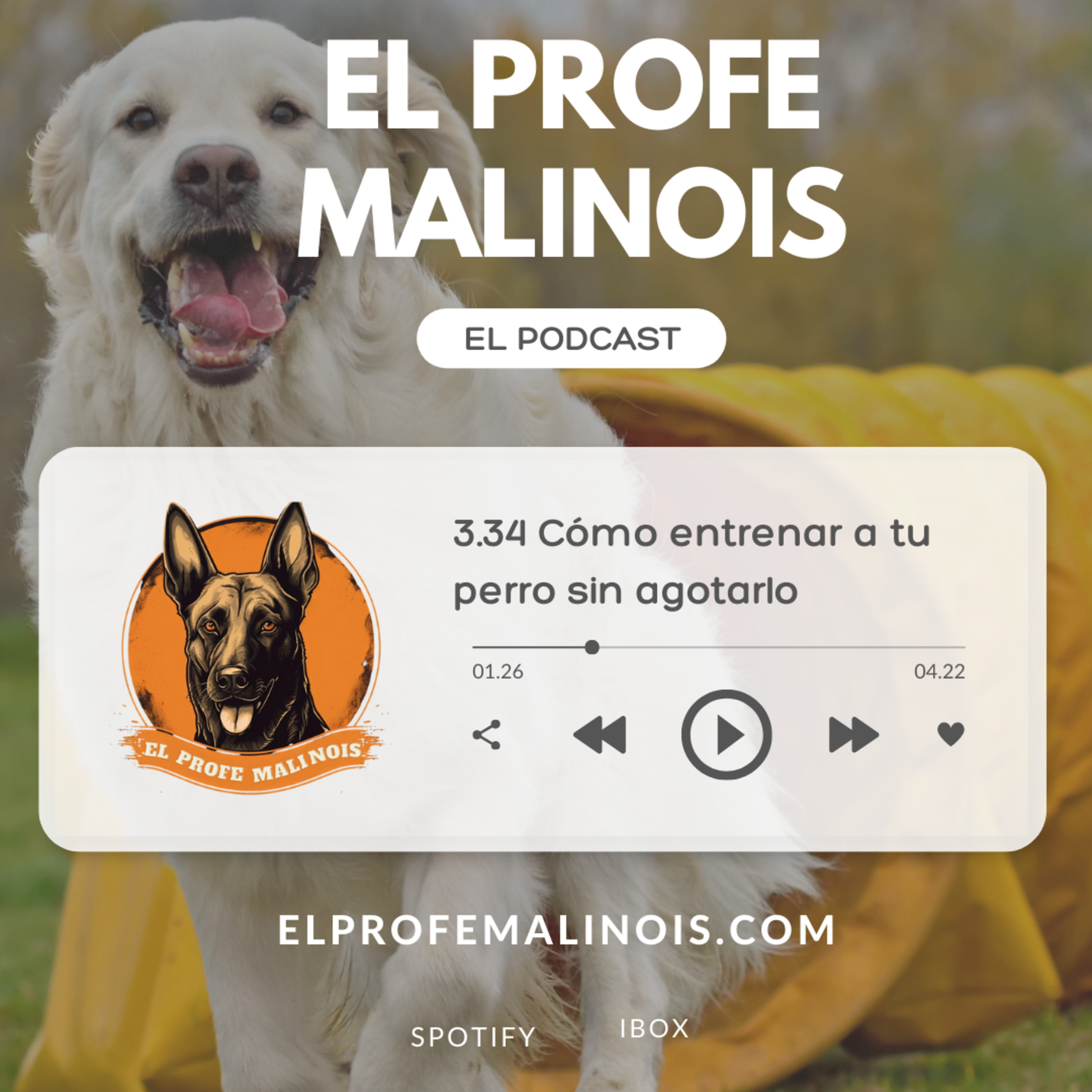 3.34 Cómo ENTRENAR a tu perro sin agotarlo: Consejos para sesiones cortas y efectivas 🐾💡 episode artwork