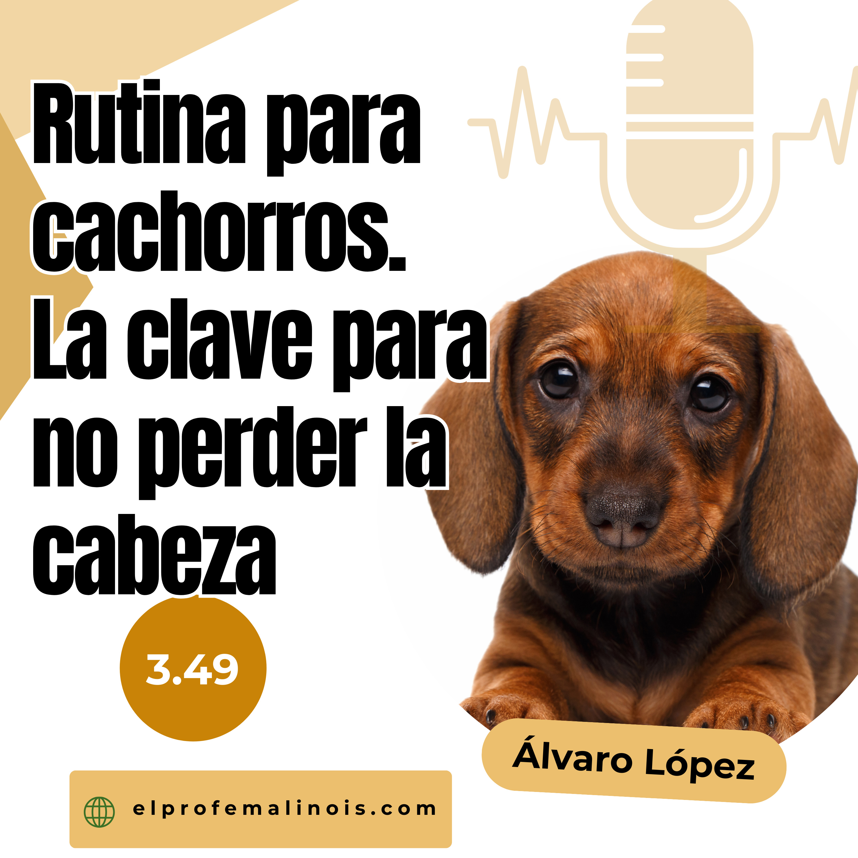 3.49 Rutinas para Cachorros: El Secreto para No Perder la Cabeza episode artwork