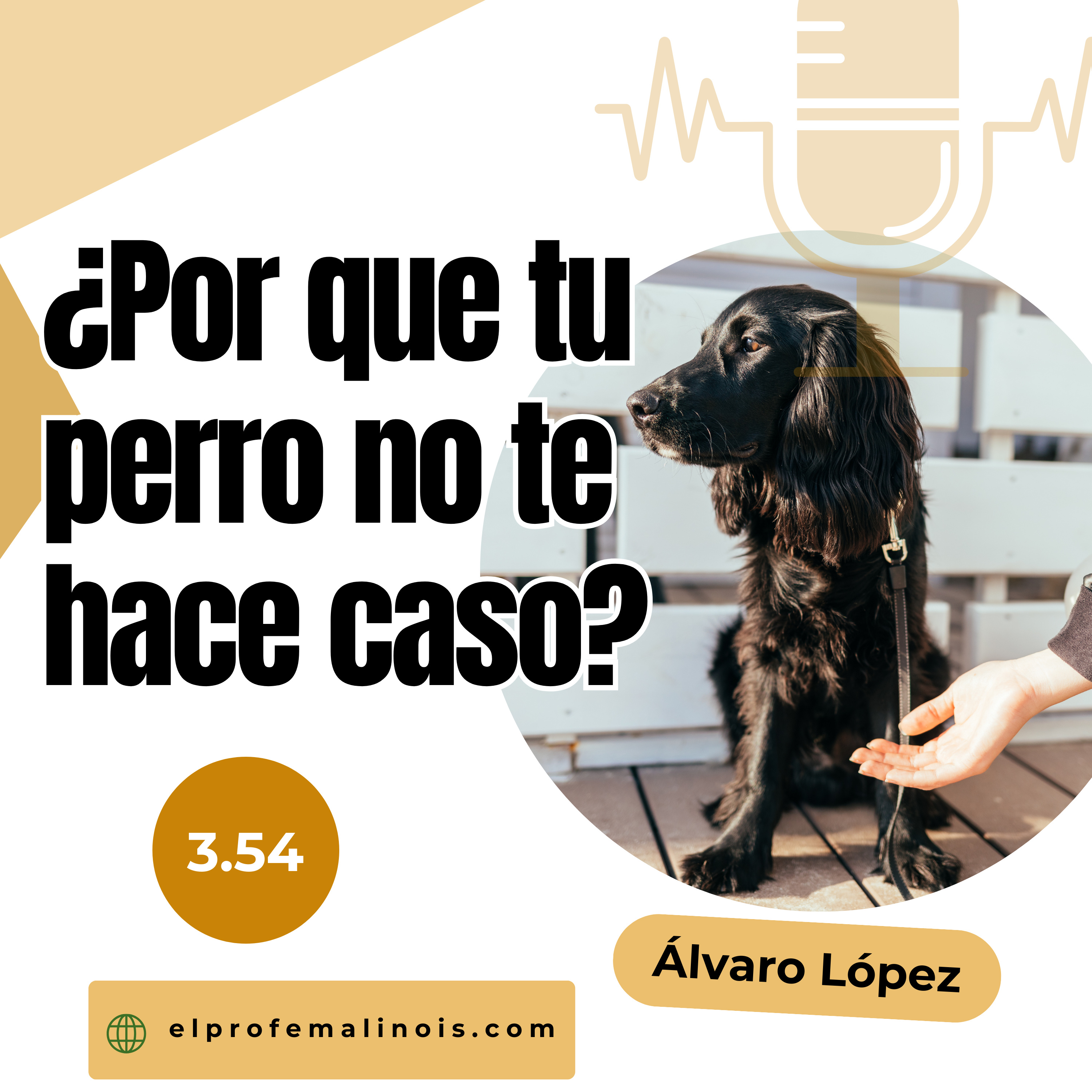 3.54 ¿Por qué mi Perro No me hace caso? Errores Comunes y Cómo Solucionarlos episode artwork
