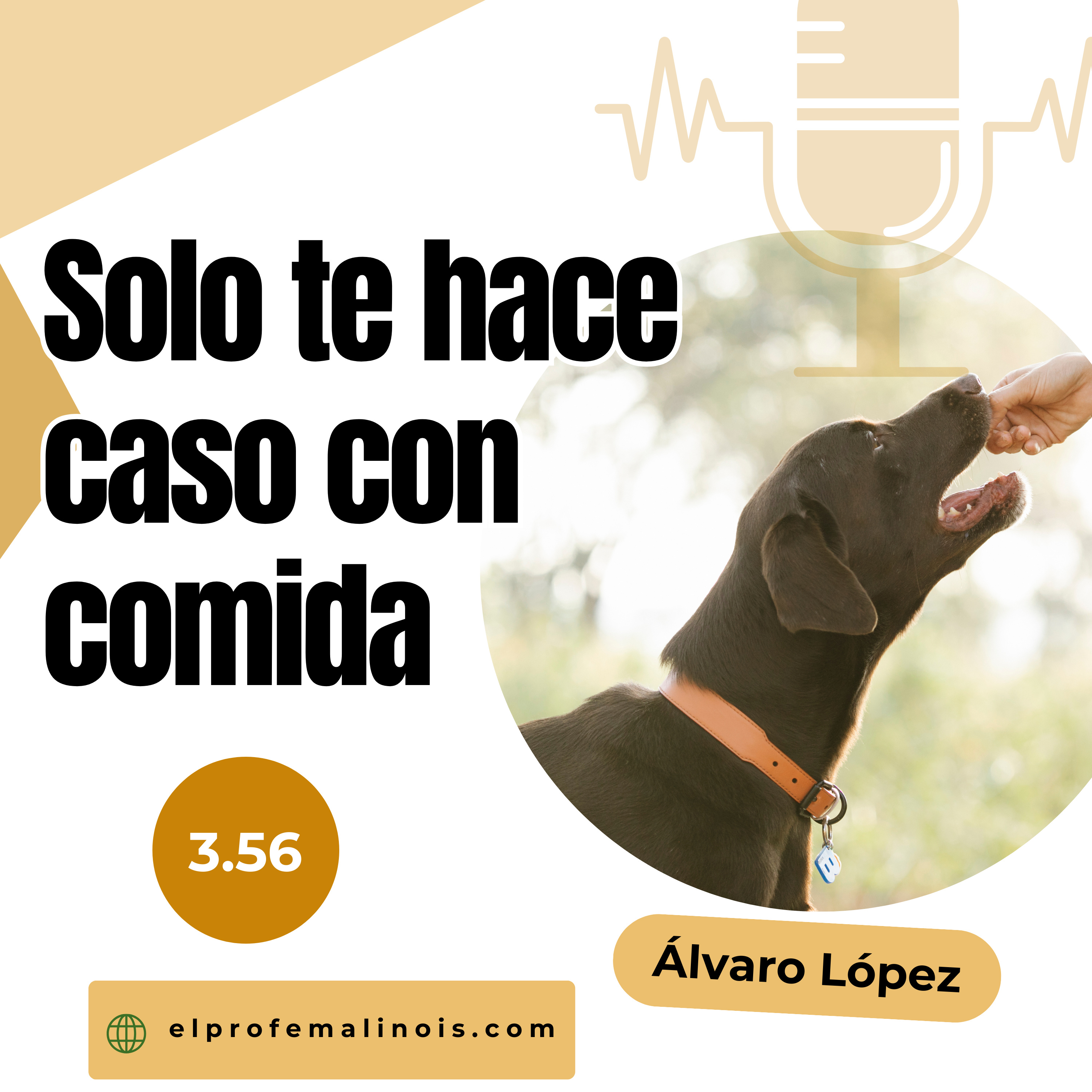 3.56 ¿Por qué tu perro solo obedece cuando tienes premios? Esto es lo que estás haciendo mal episode artwork