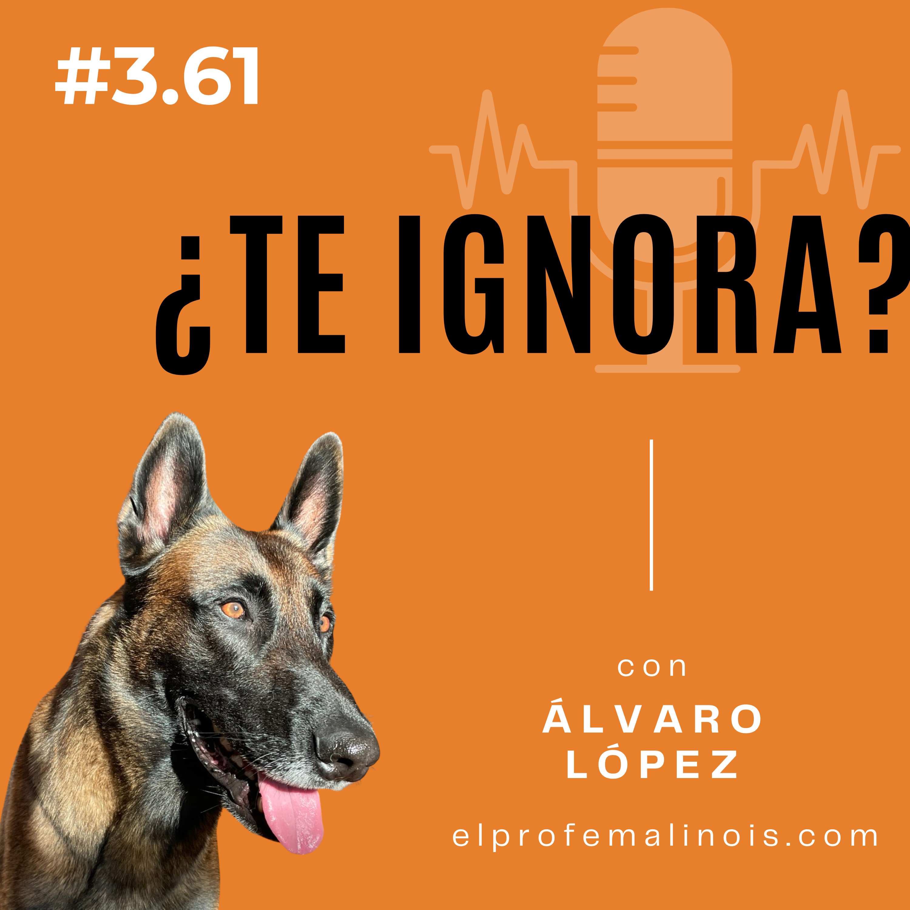 3.61 ¿Por qué tu perro te ignora en la calle? Aprende a solucionarlo episode artwork