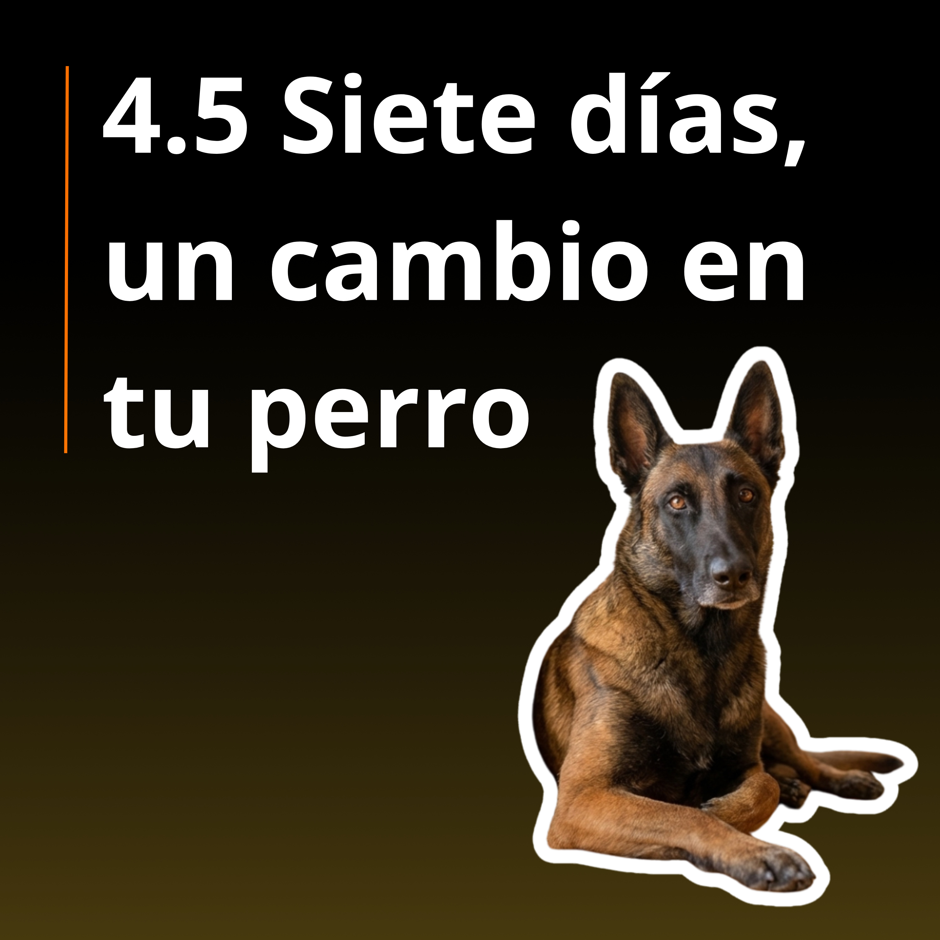 Consistencia con tu perro: el mini-plan de 7 días que SÍ puedes sostener episode artwork
