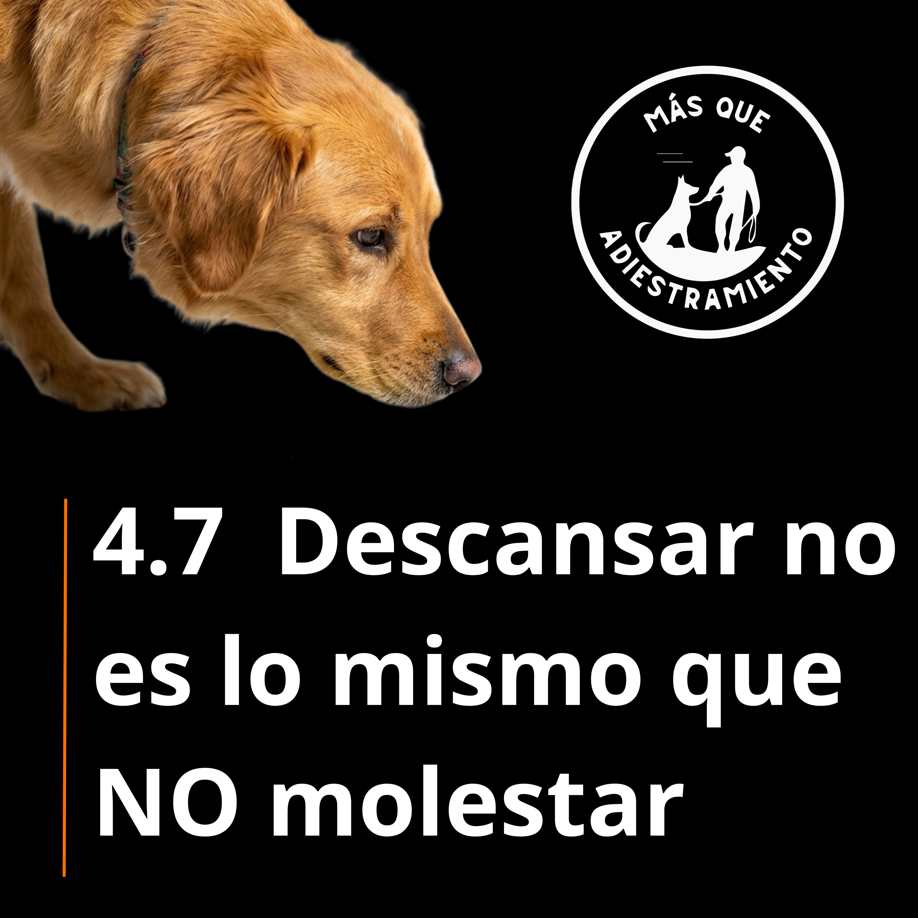 4.7 Tu perro “está tranquilo”… pero NO descansa: por eso luego explota fuera episode artwork