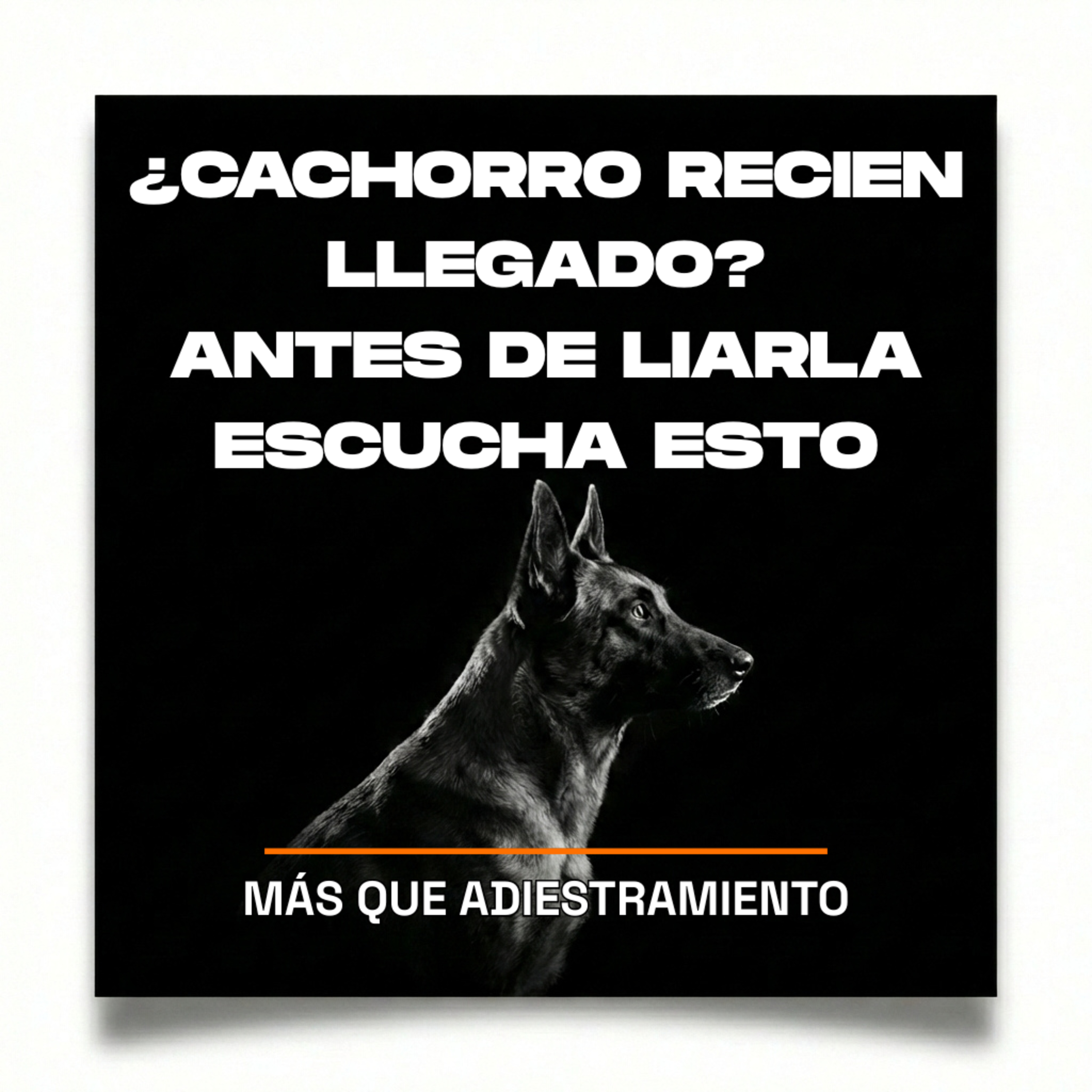 4.8 ¿Cachorro recien llegado a casa? Escucha esto antes de LIARLA episode artwork