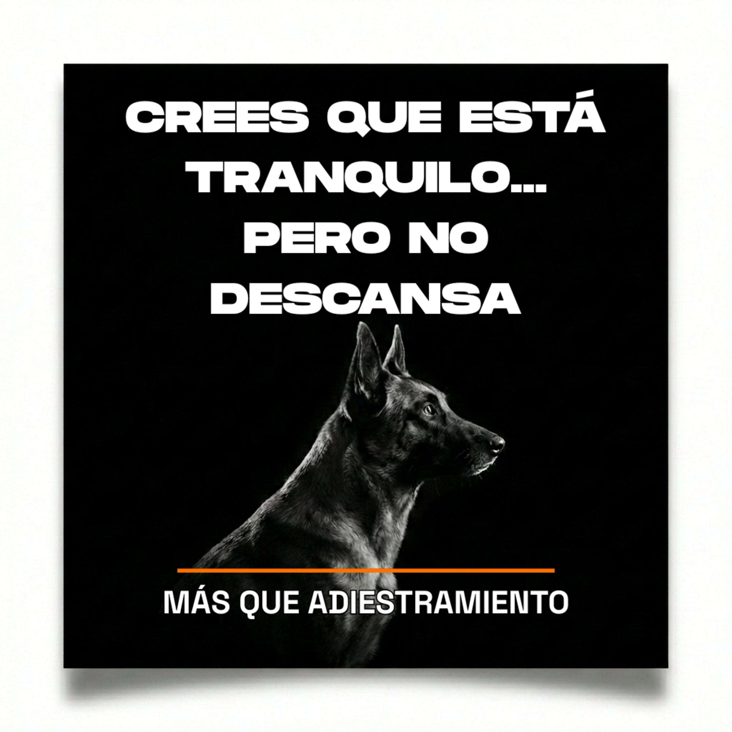 4.9 Tu Cachorro no descansa: por eso luego todo se descontrola episode artwork