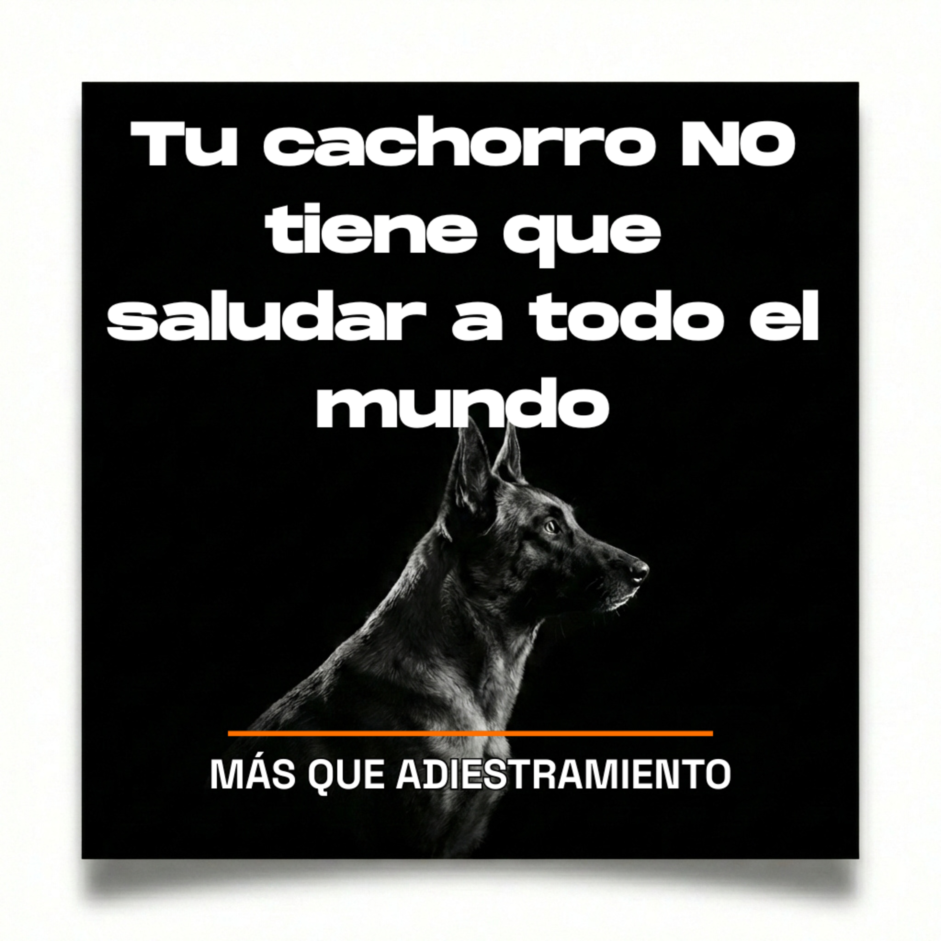 4.11 Socialización de cachorros: por qué saludar a TODOS es el error que lo descoloca episode artwork